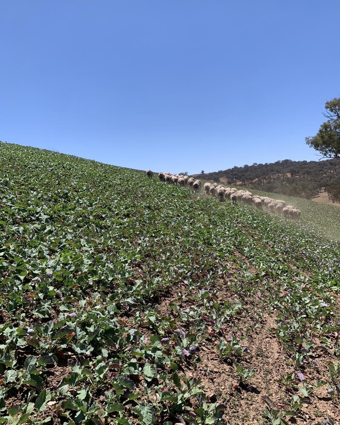 Farming has been busy the last couple months with calf marking, preparing for our sheep artificial insemination program, earth work/deep ripping for pasture improvement and some hints of gardening. 
An inch of rain over the weekend will definitely he