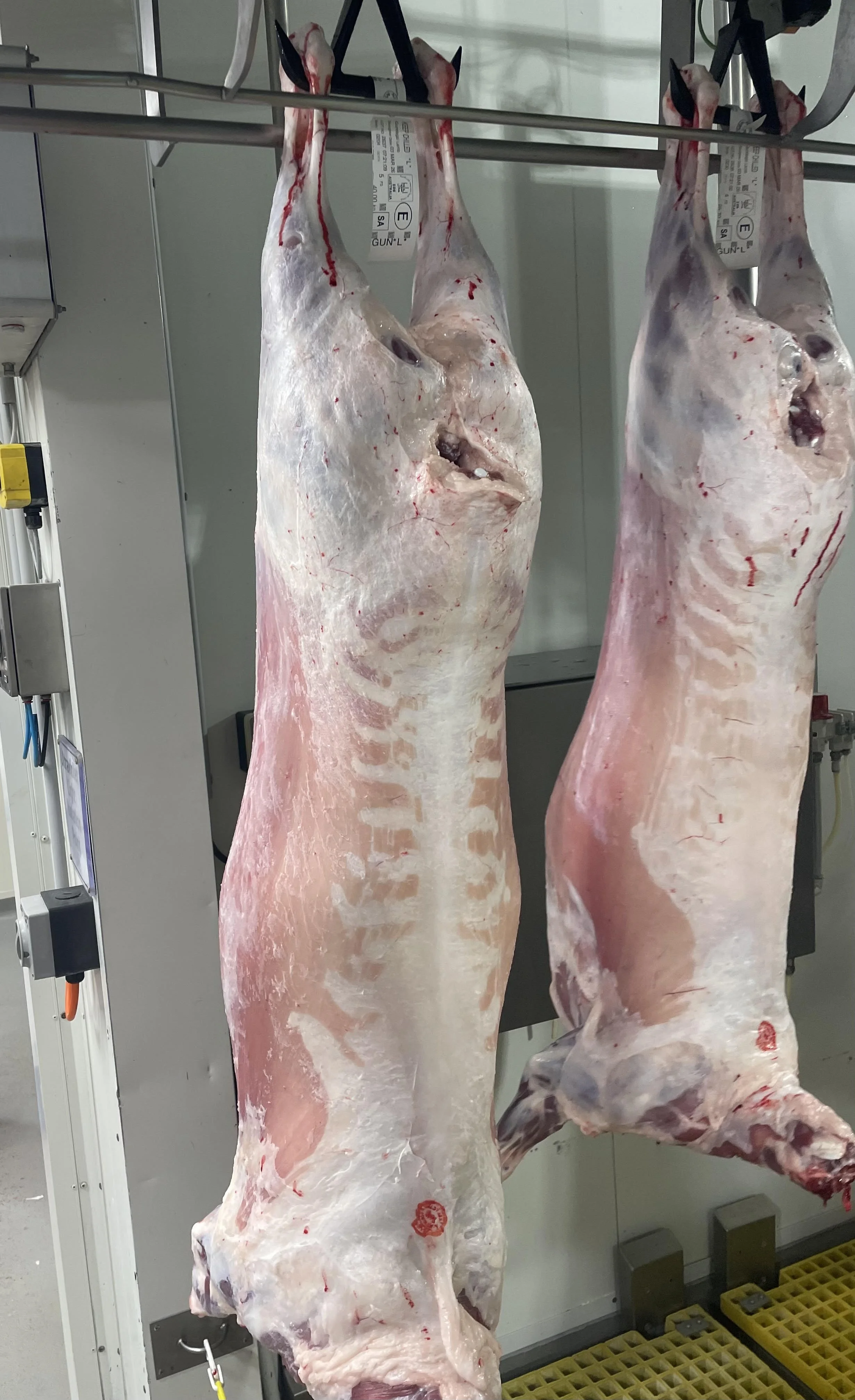 lambs on hte hook.jpg