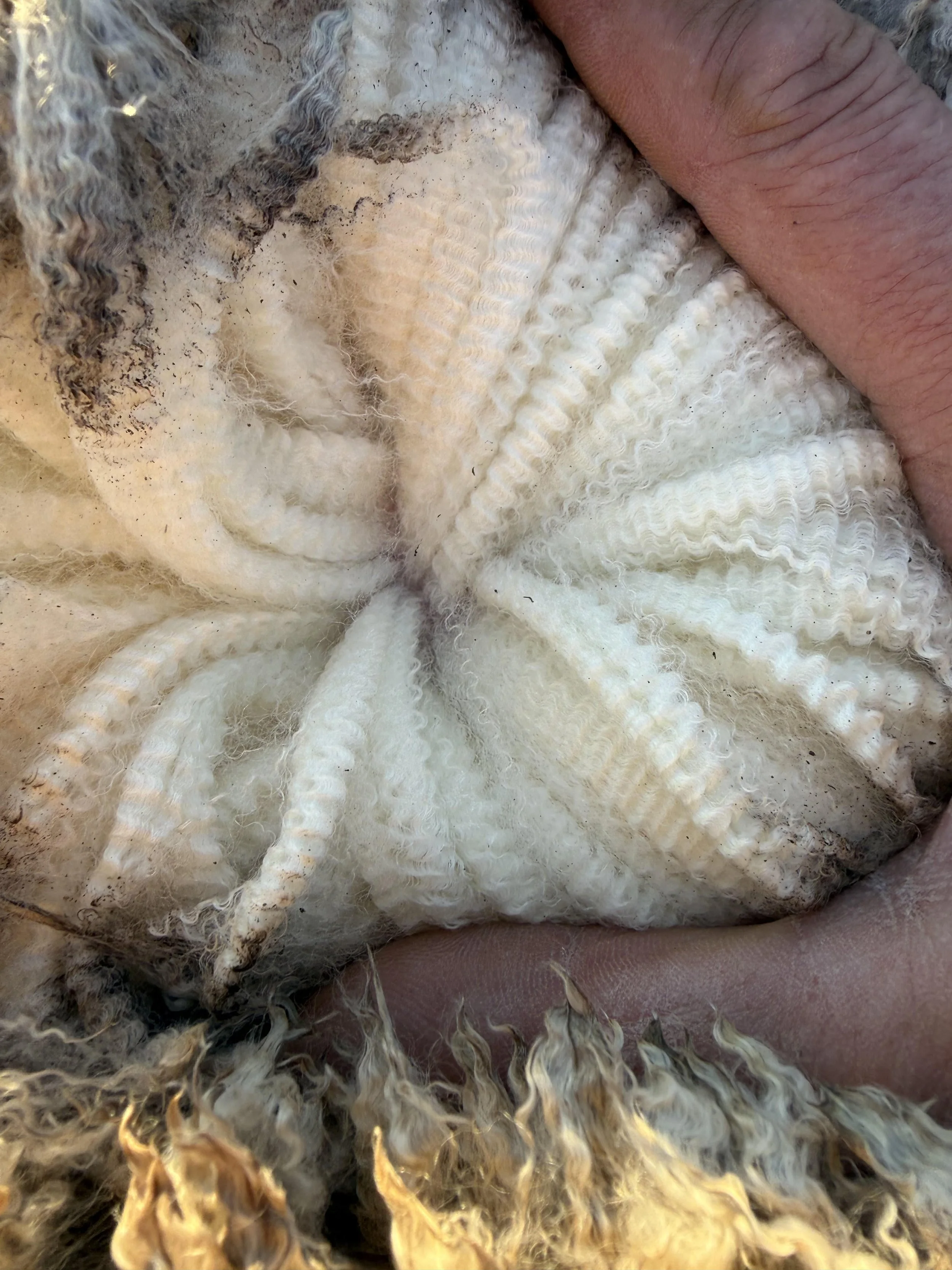 open wool.jpg