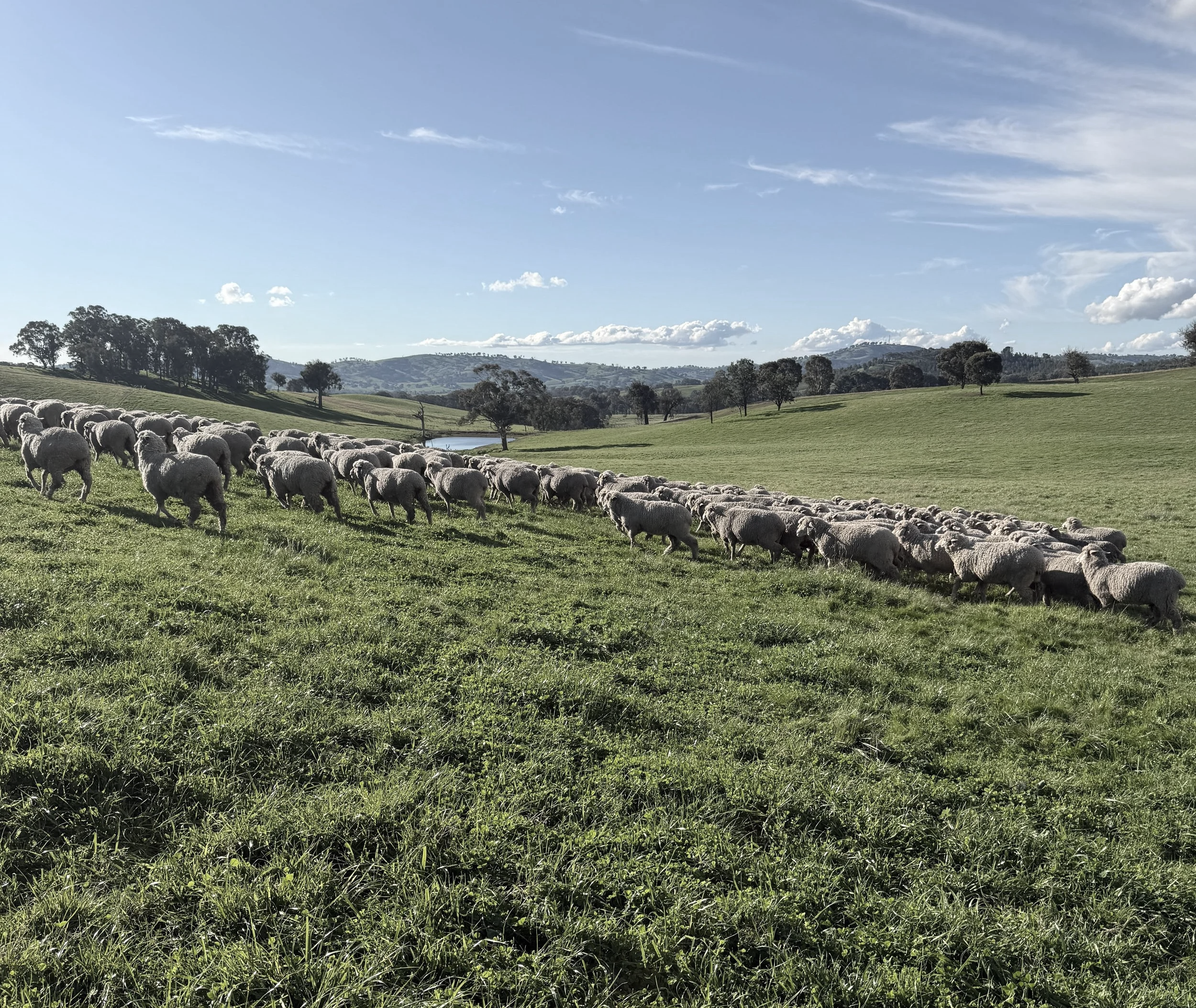 Old Cobran Merino Ram