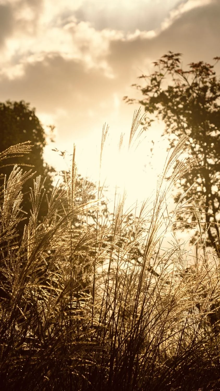 Yoga Nidra – the Jewel in the Crown of the Satyananda Style of Yoga