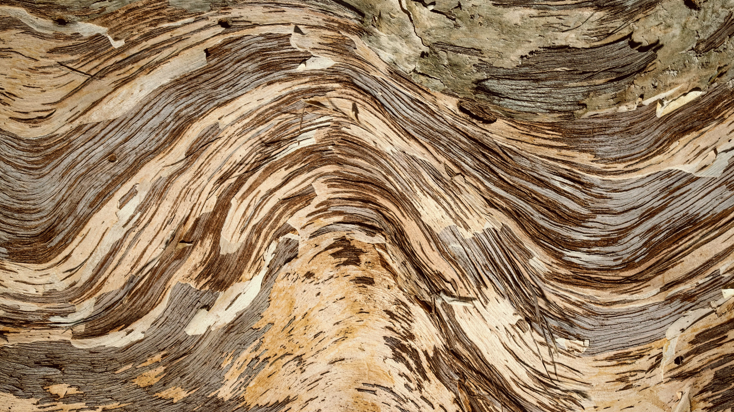 Abstract natural line artwork on the Avalokita Yoga About page