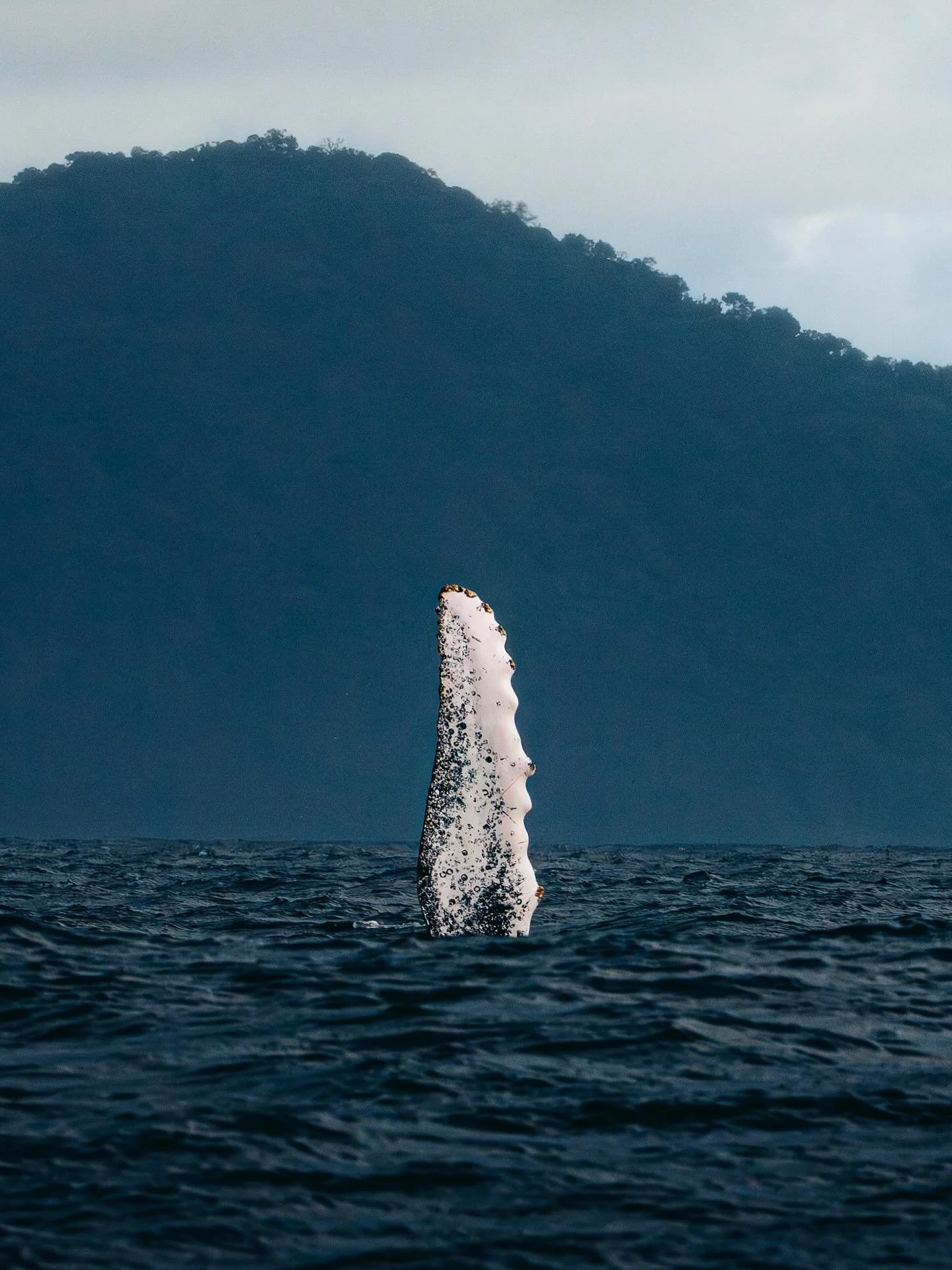 The Colombian Pacific coast isn&rsquo;t unfamiliar to me. I&rsquo;ve been here four times during whale season, but I had never experienced something like this.
 For the first time in my life I watched whales breach, while dolphins swam around us and 