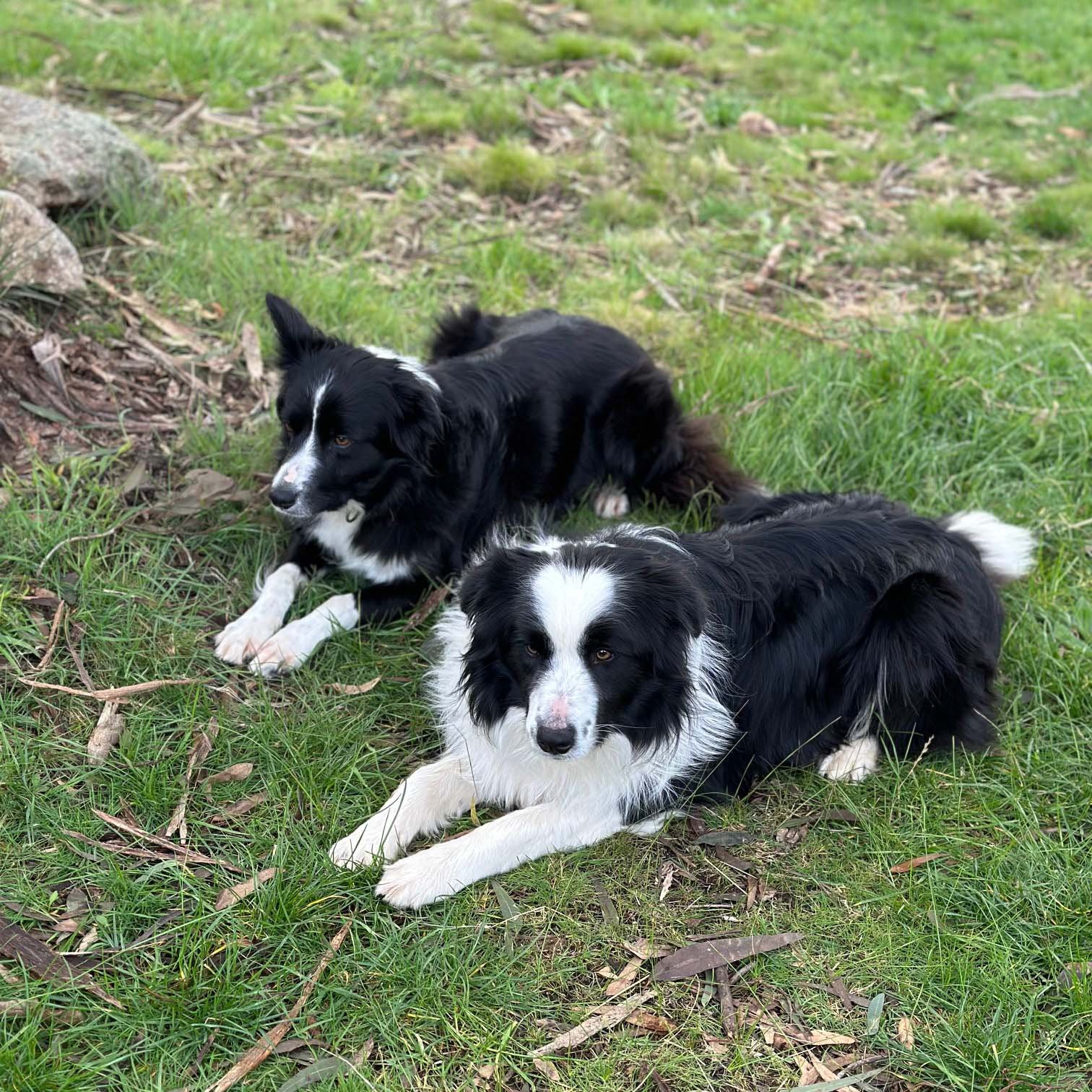 Maggie and George are two black and white boarder collies