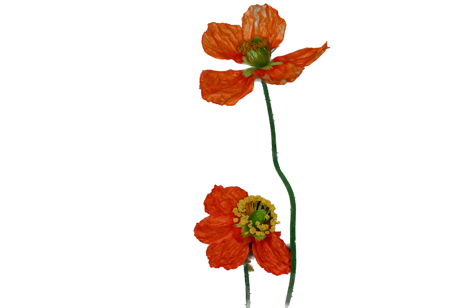 orange fire poppies