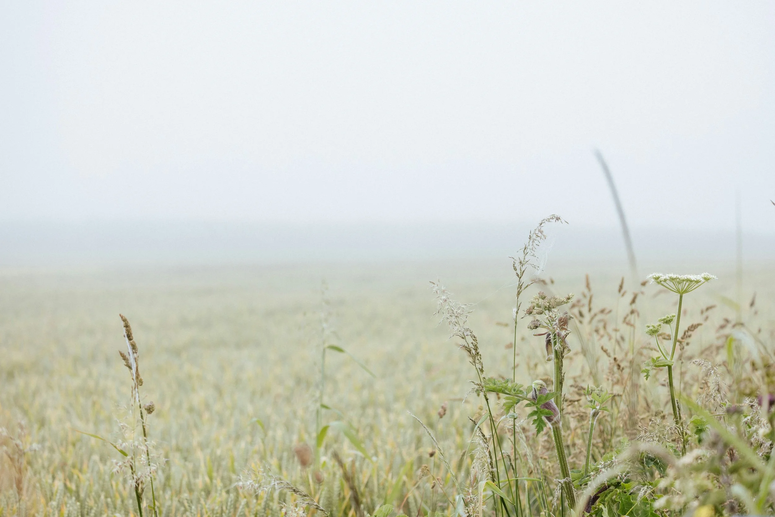 The Gift as Whisper of the Wild