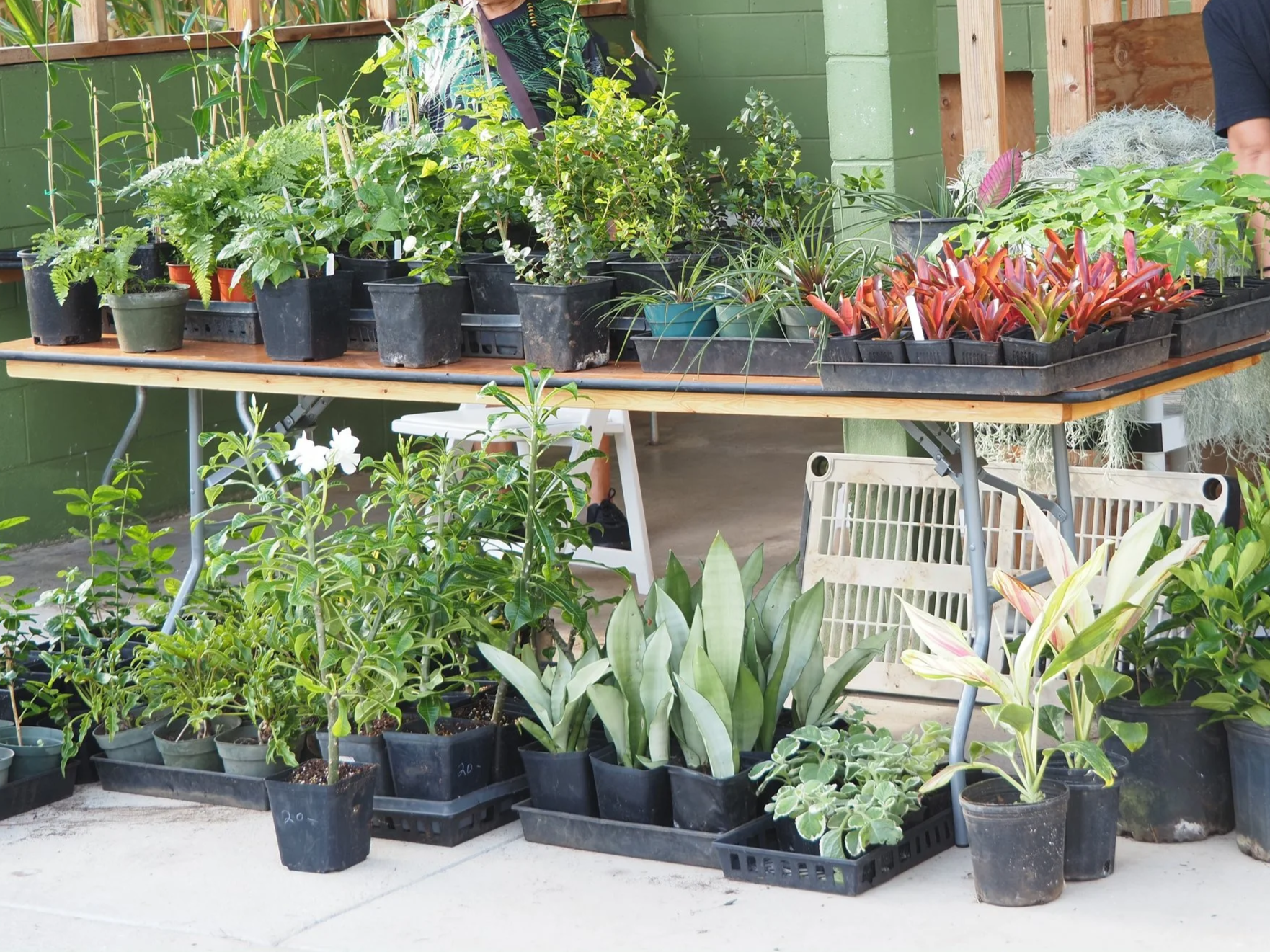 A variety of potted plants and seedlings on a wooden table, with some plants on the ground in front, showing green foliage and some flowering plants. There is a green wall in the background, and part of a person’s hand is visible on the right side.