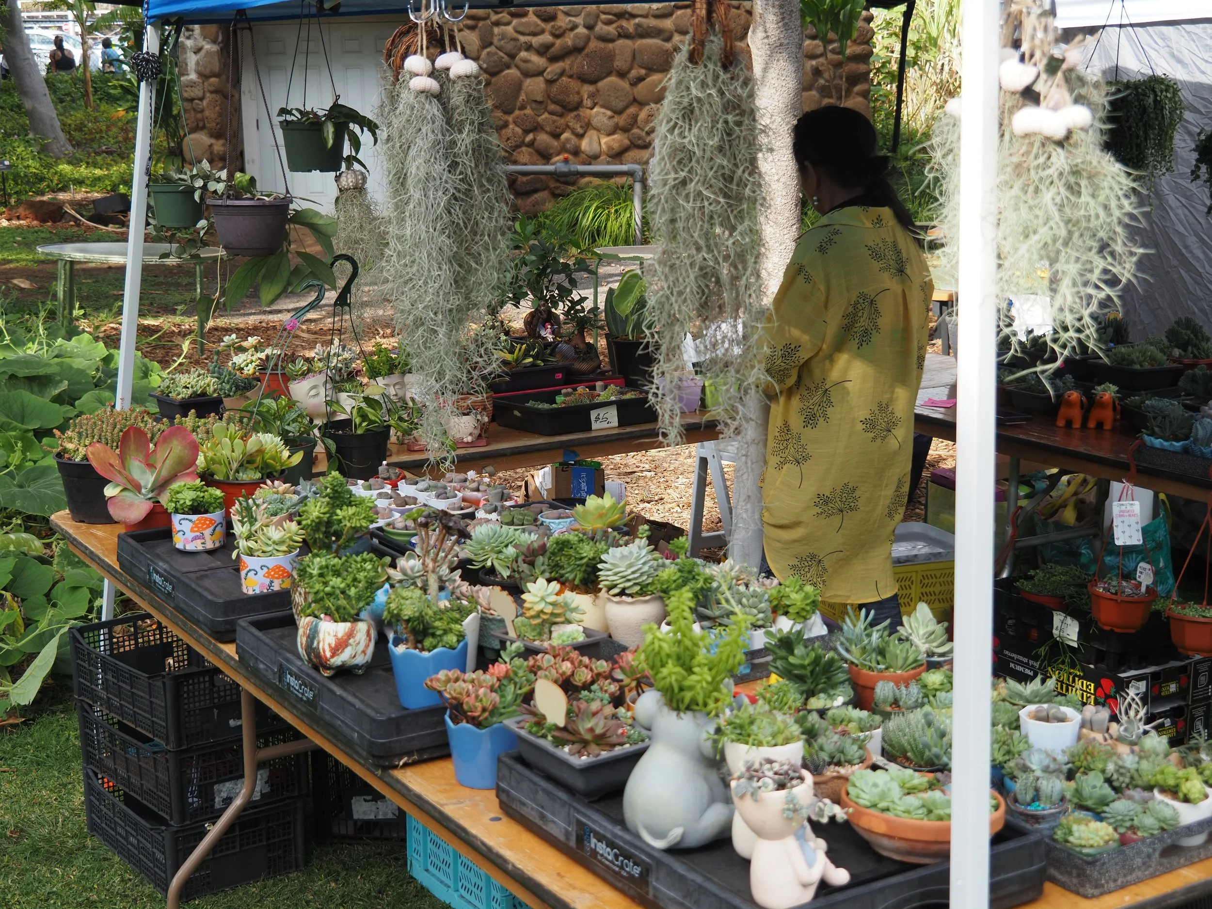 Stall at a market with various potted succulents and plants on display, surrounded by greenery and people in the background.