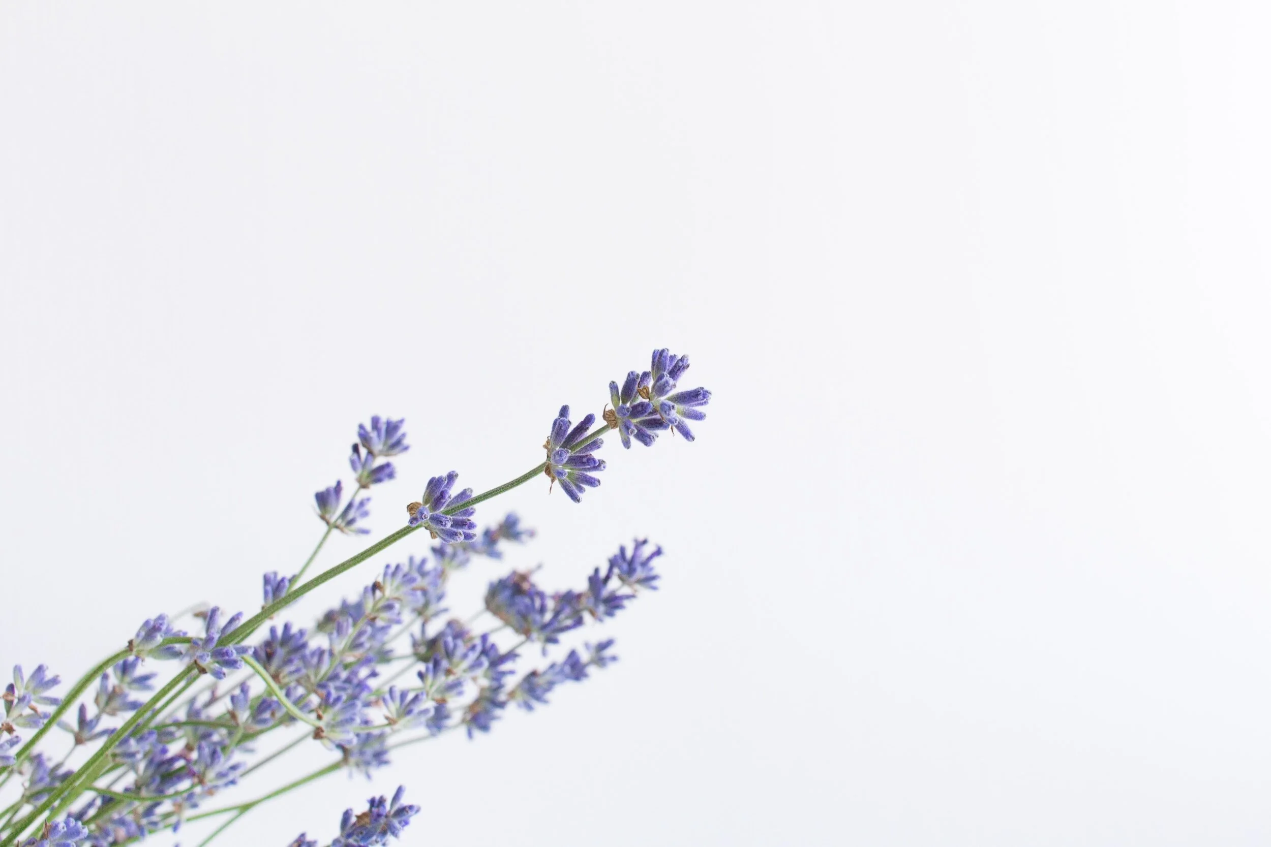 A sprig of purple lavender flowers against a plain white background.