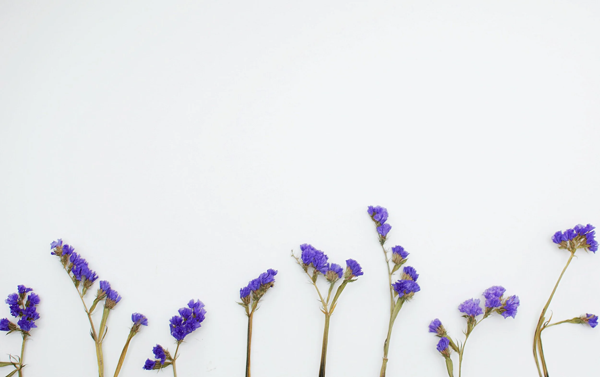 Several purple and blue statice flowers arranged along the bottom edge of a white background.