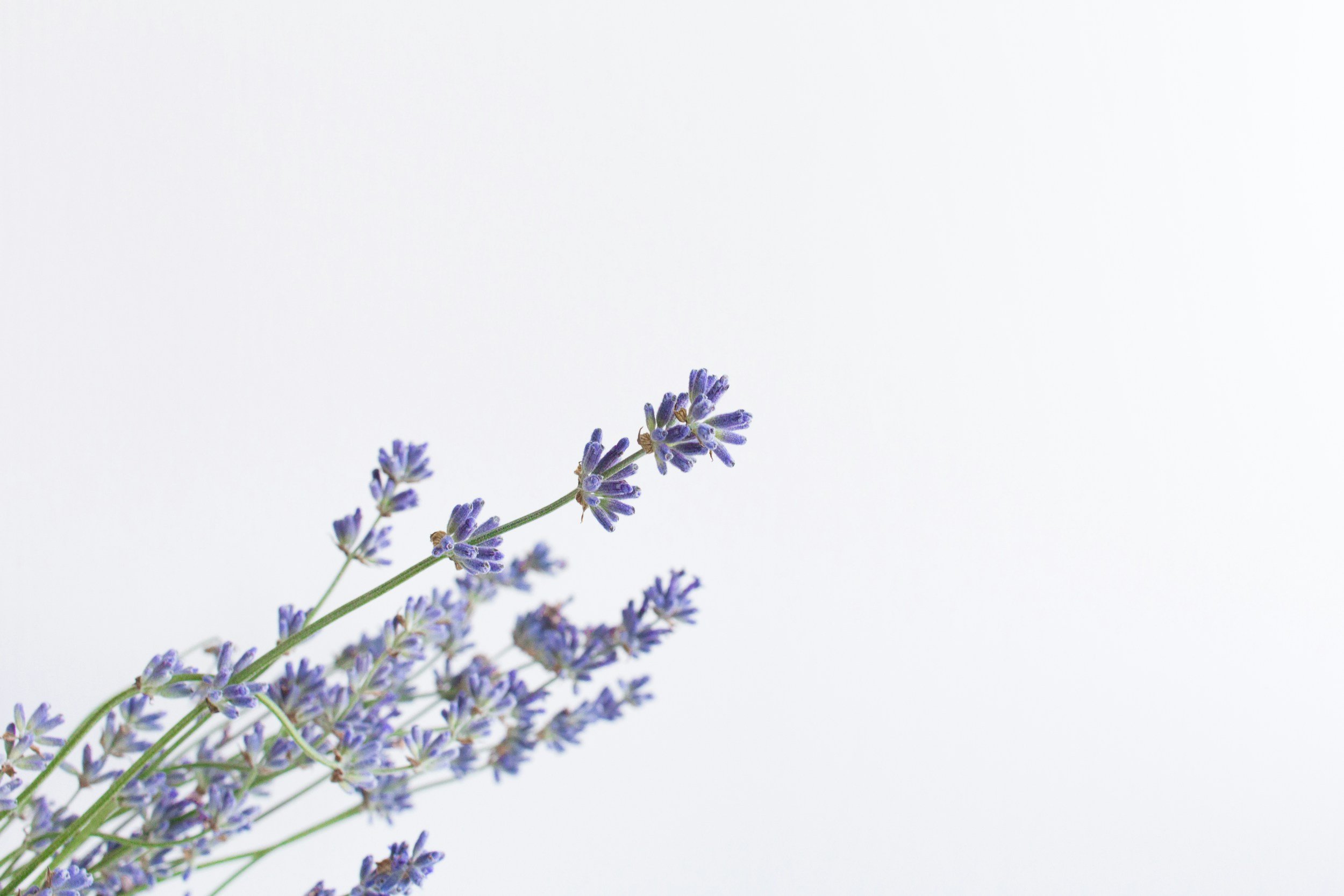 Sprig of lavender flowers with purple blossoms and green stems on a white background.