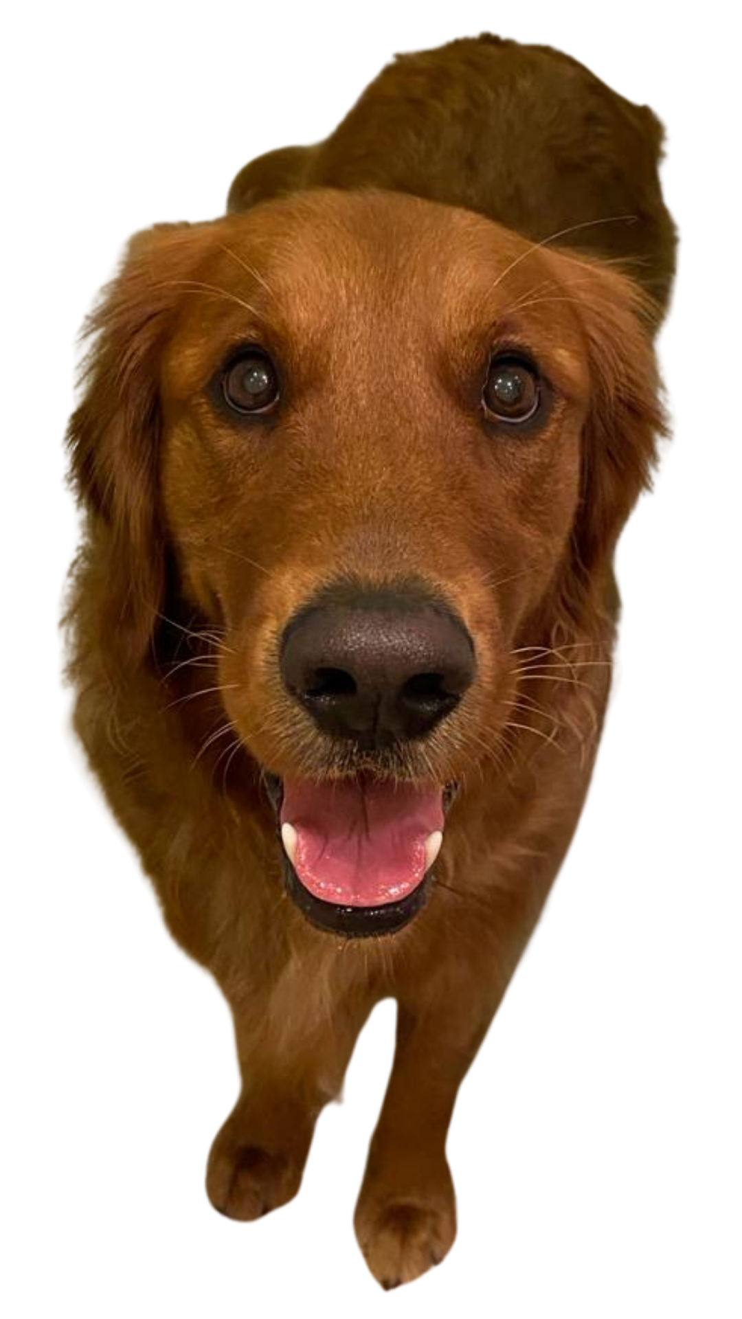 A happy golden retriever with a shiny nose and an open mouth, standing on a black background.
