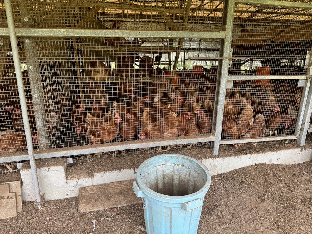 Japan Sunshine farm chickens.jpeg