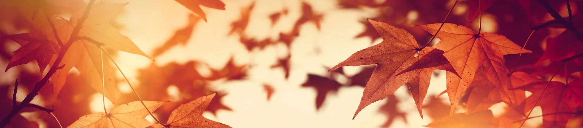 How to Improve Your Gut Health Naturally This Autumn