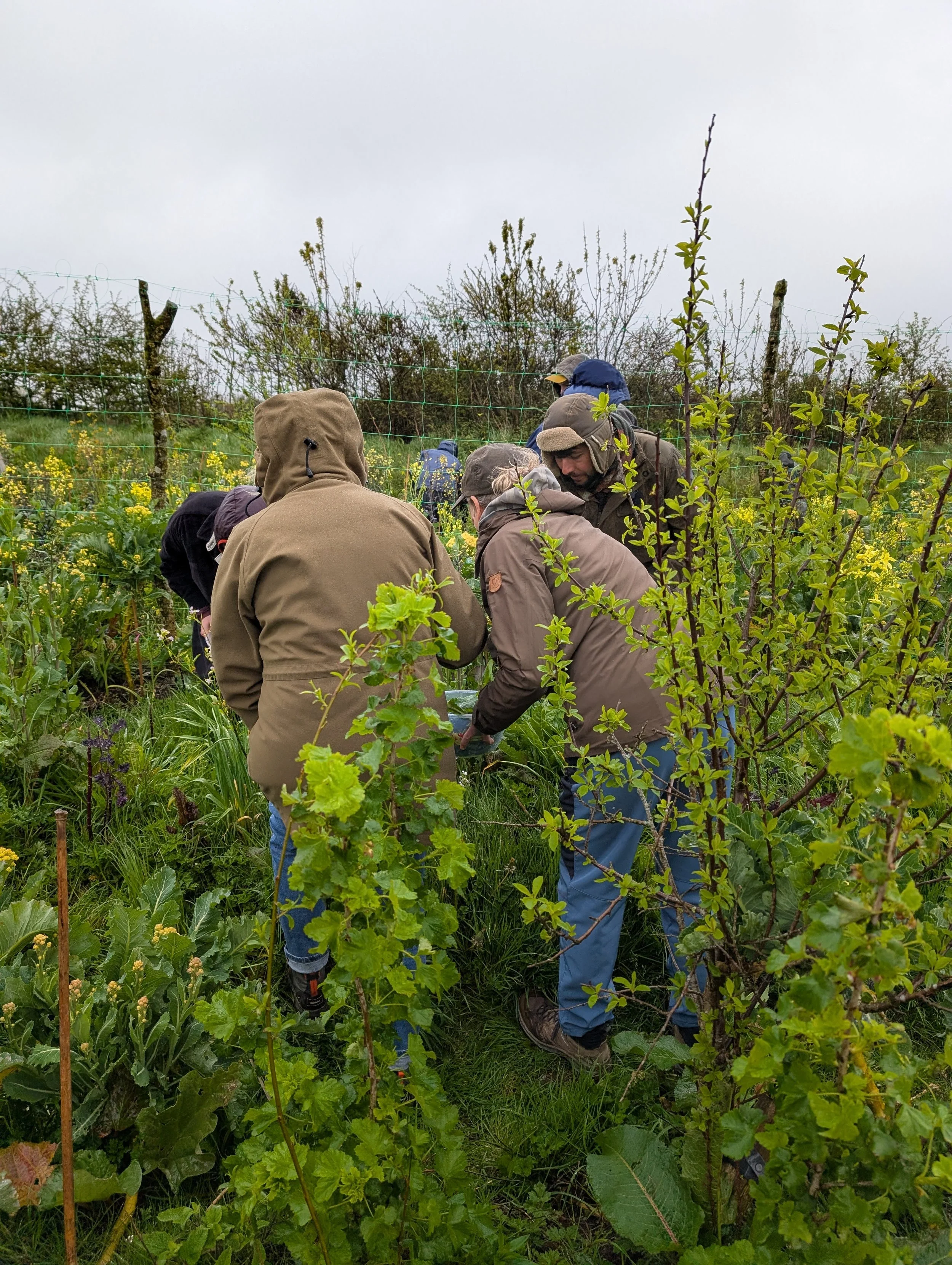 The Market Garden Drought Problem Starts in the Soil