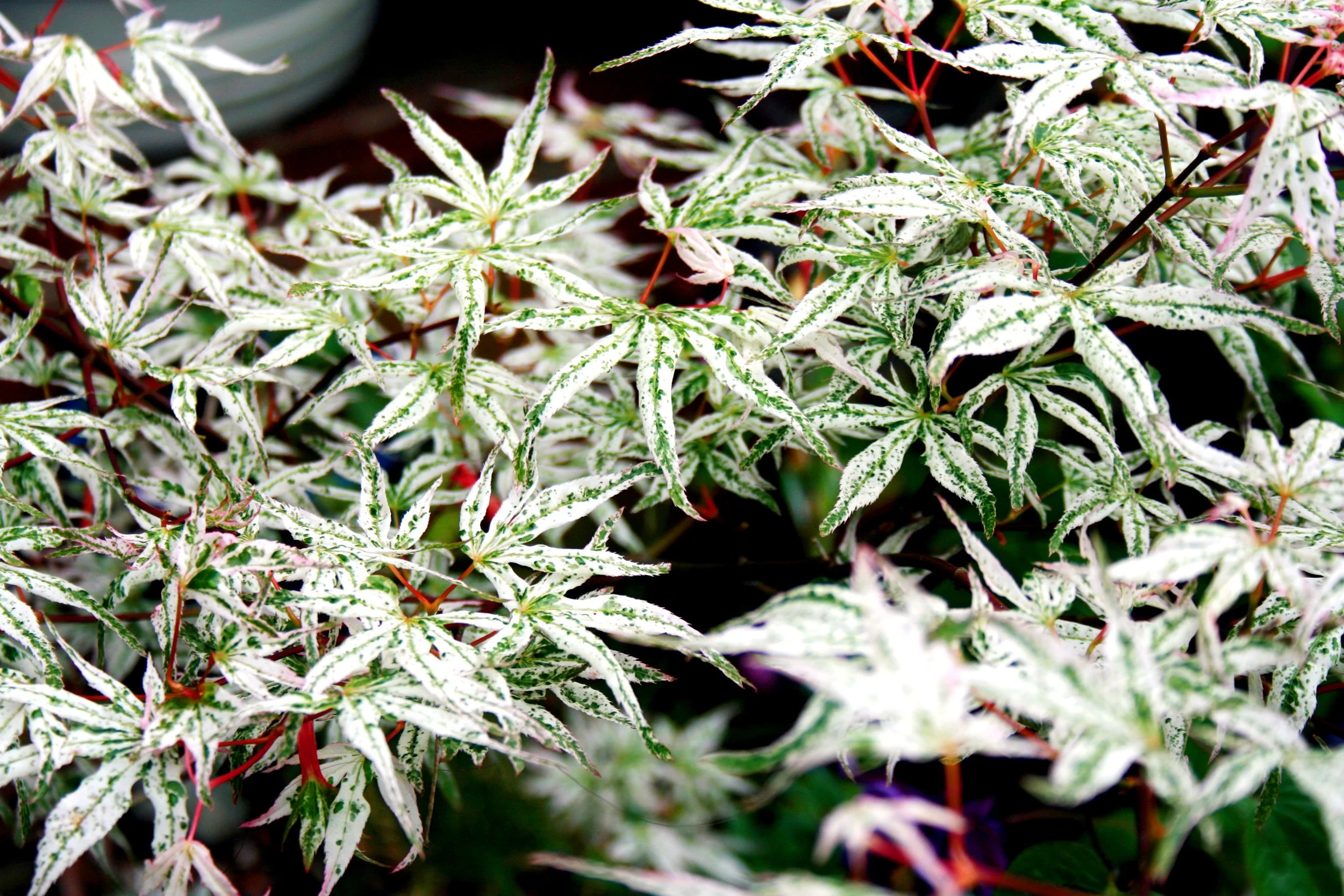 japanese-maple-ukigumo.jpg