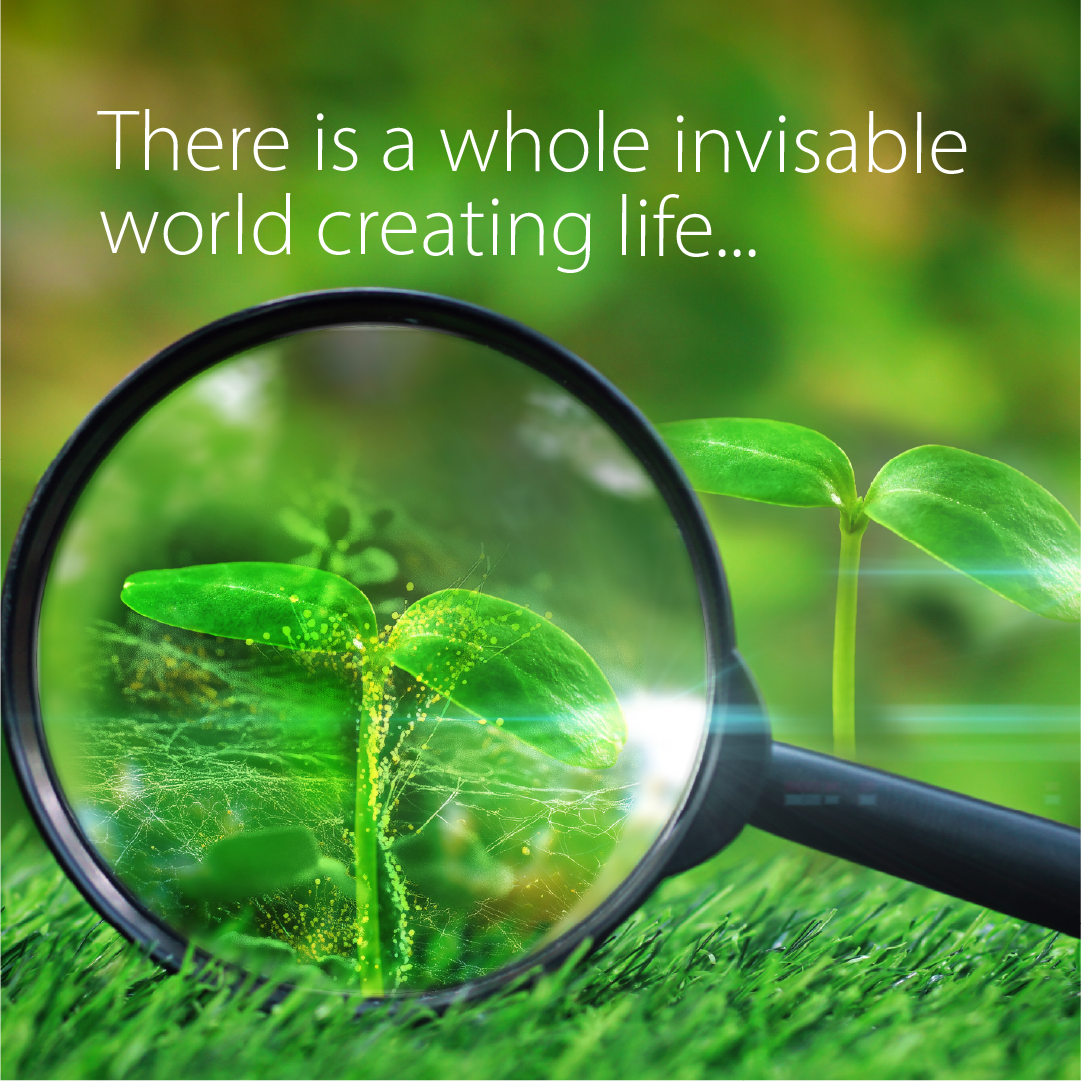 The Invisible World Beneath Your Feet (And Why It Matters More Than You Think)