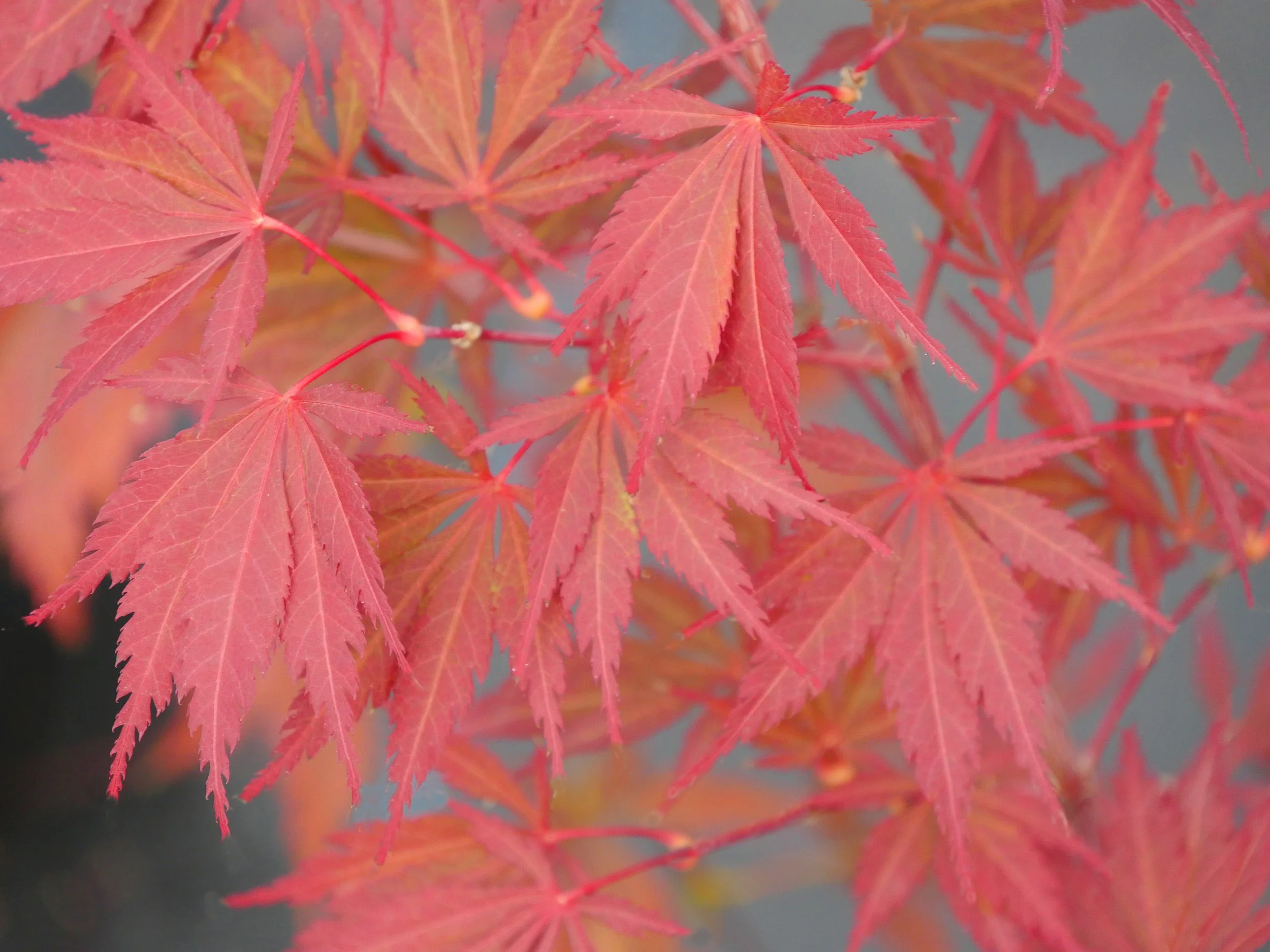 P1020680a.jpg