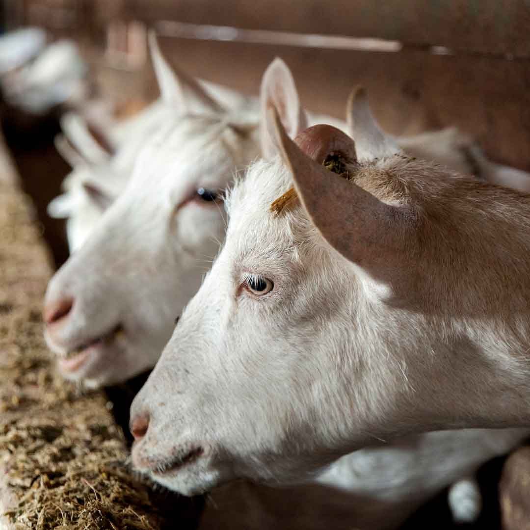 Goats-eating.jpg