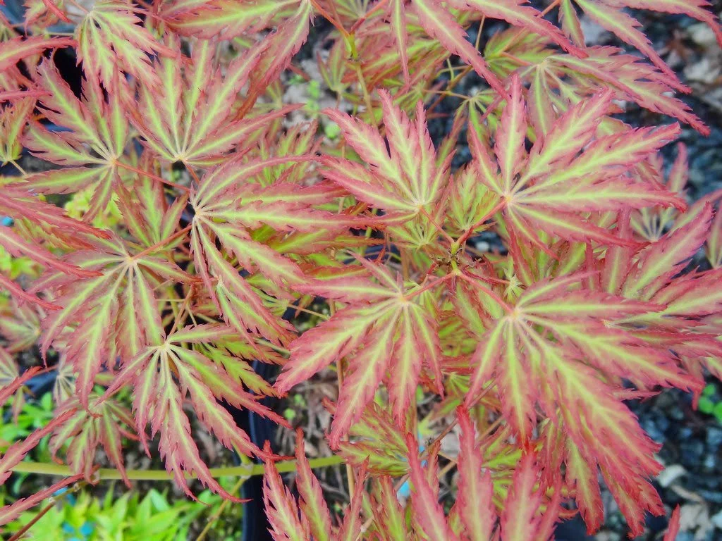 Acer.palmatum.JeddelohOrange.1.jpg