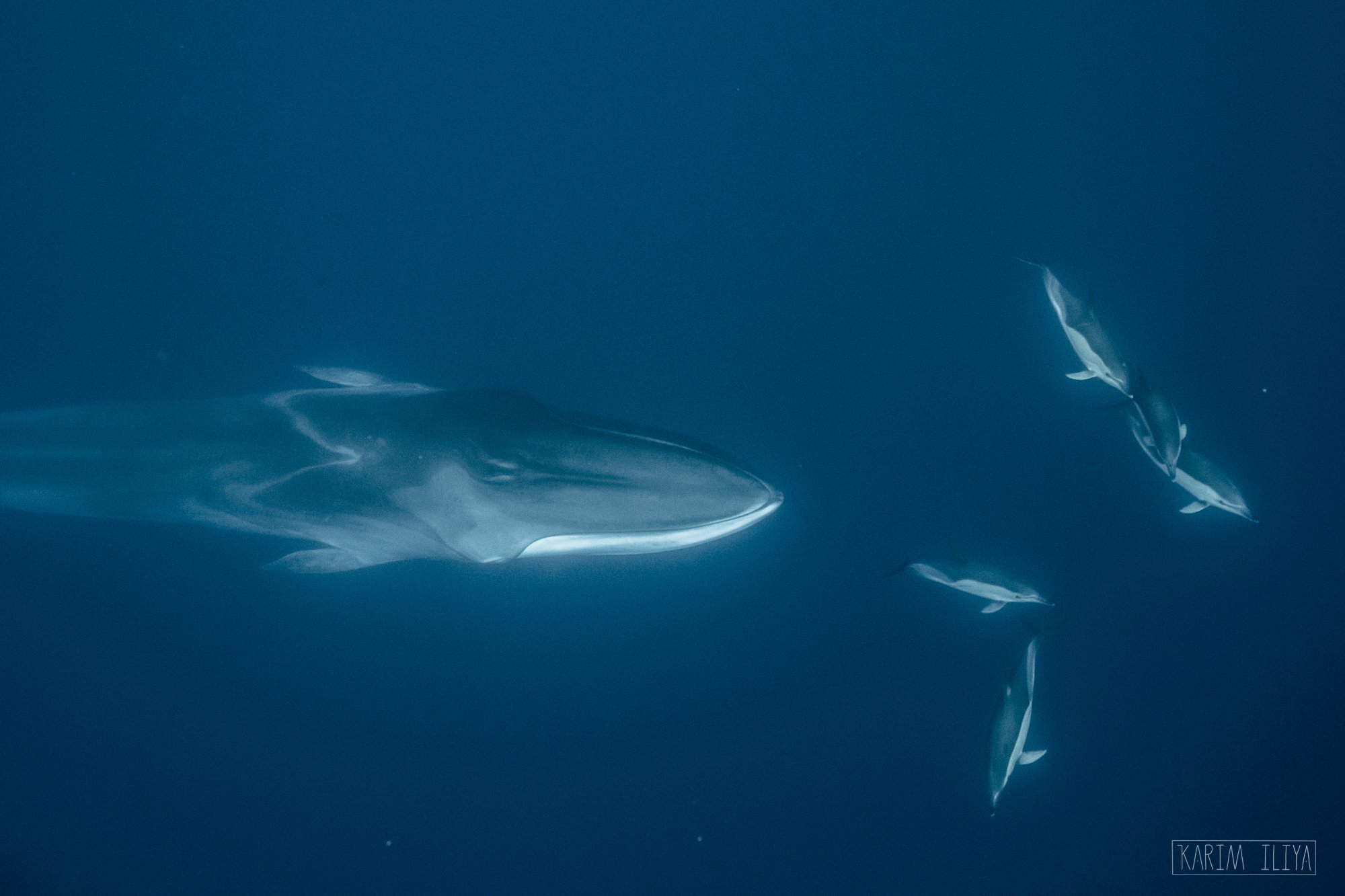 fin-whales-dolphin-freedive-karim.jpeg