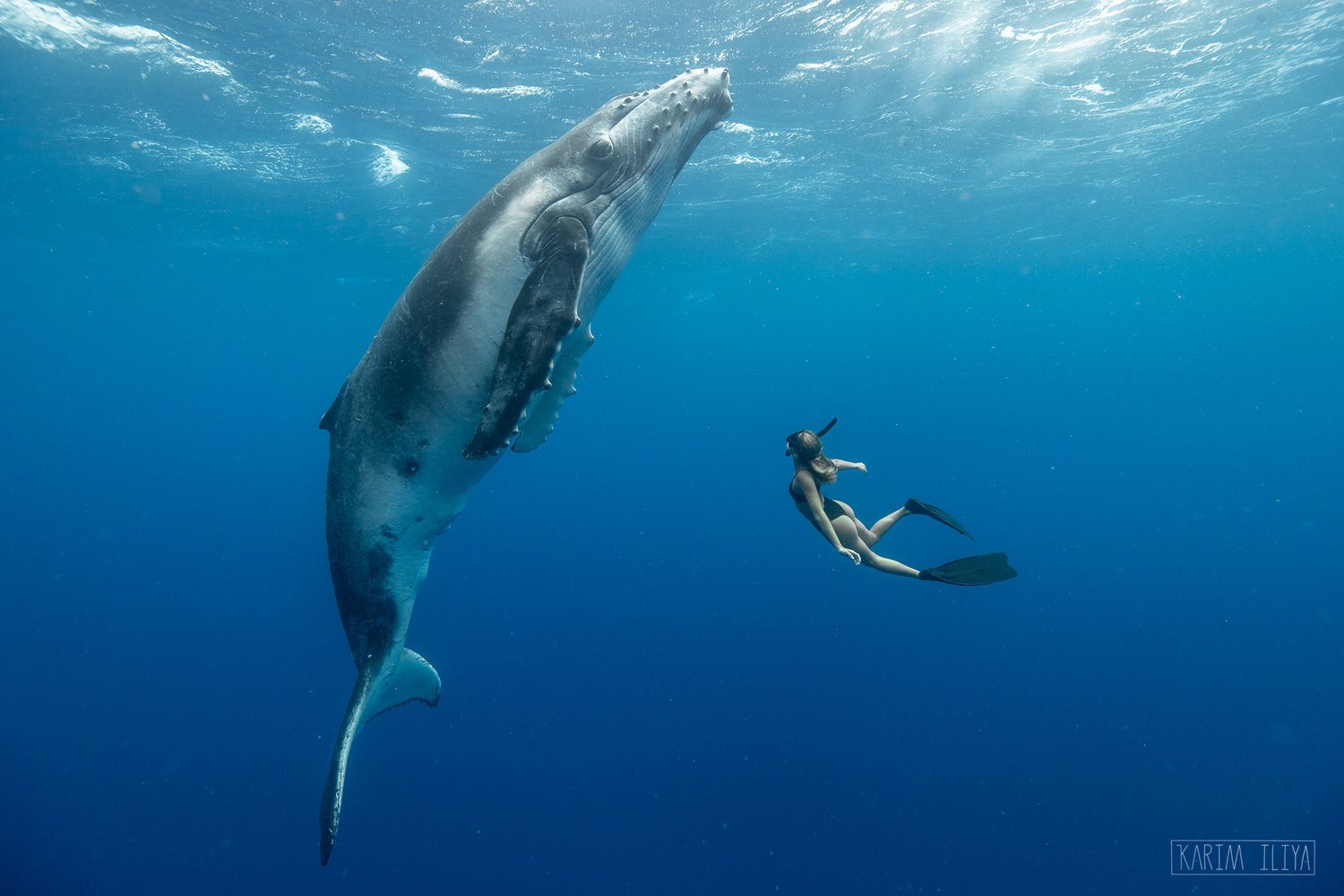 humpback-whale-girl-freediver-tonga.jpeg