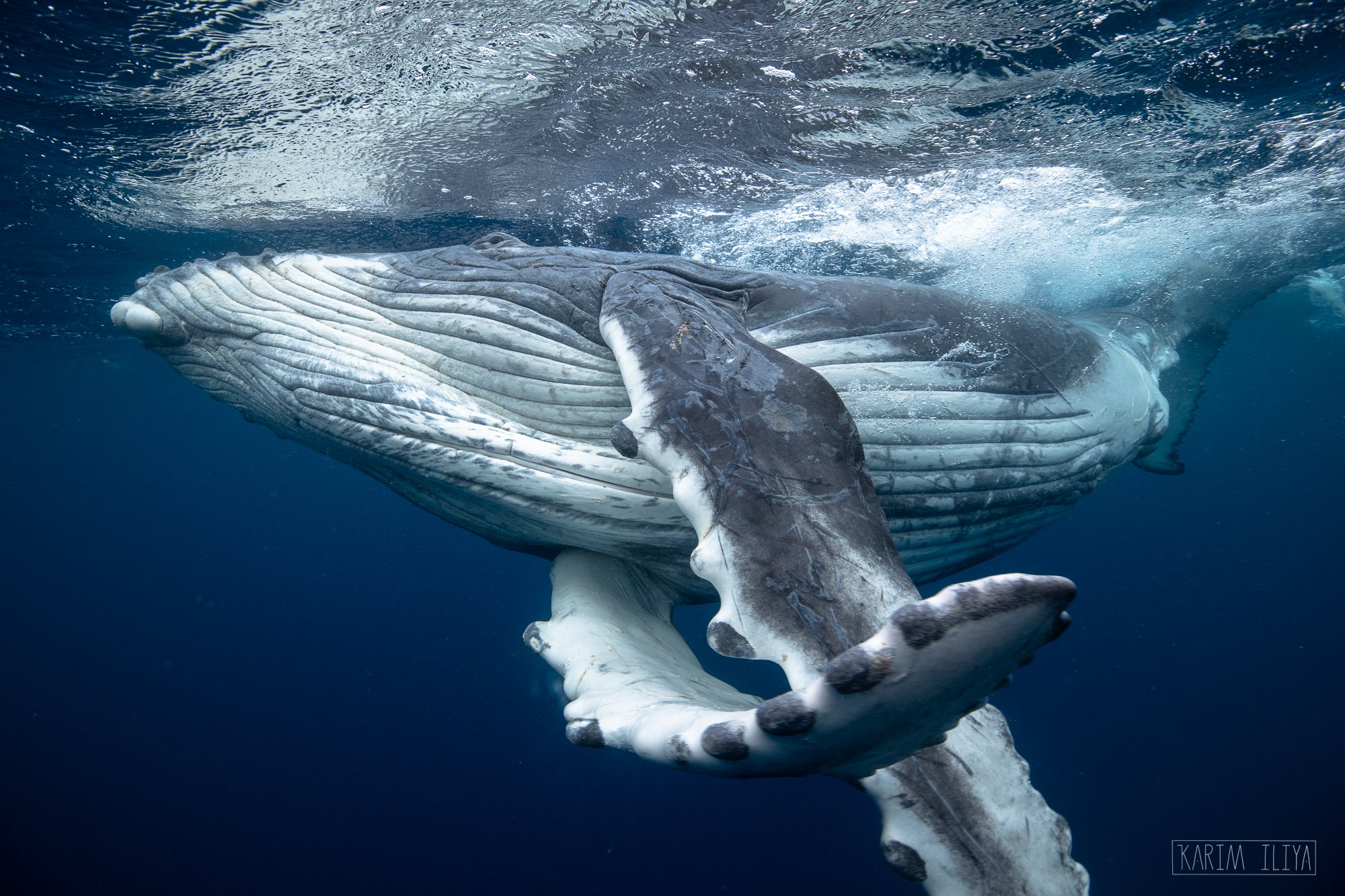 humpback-calf-playful-tonga.jpeg