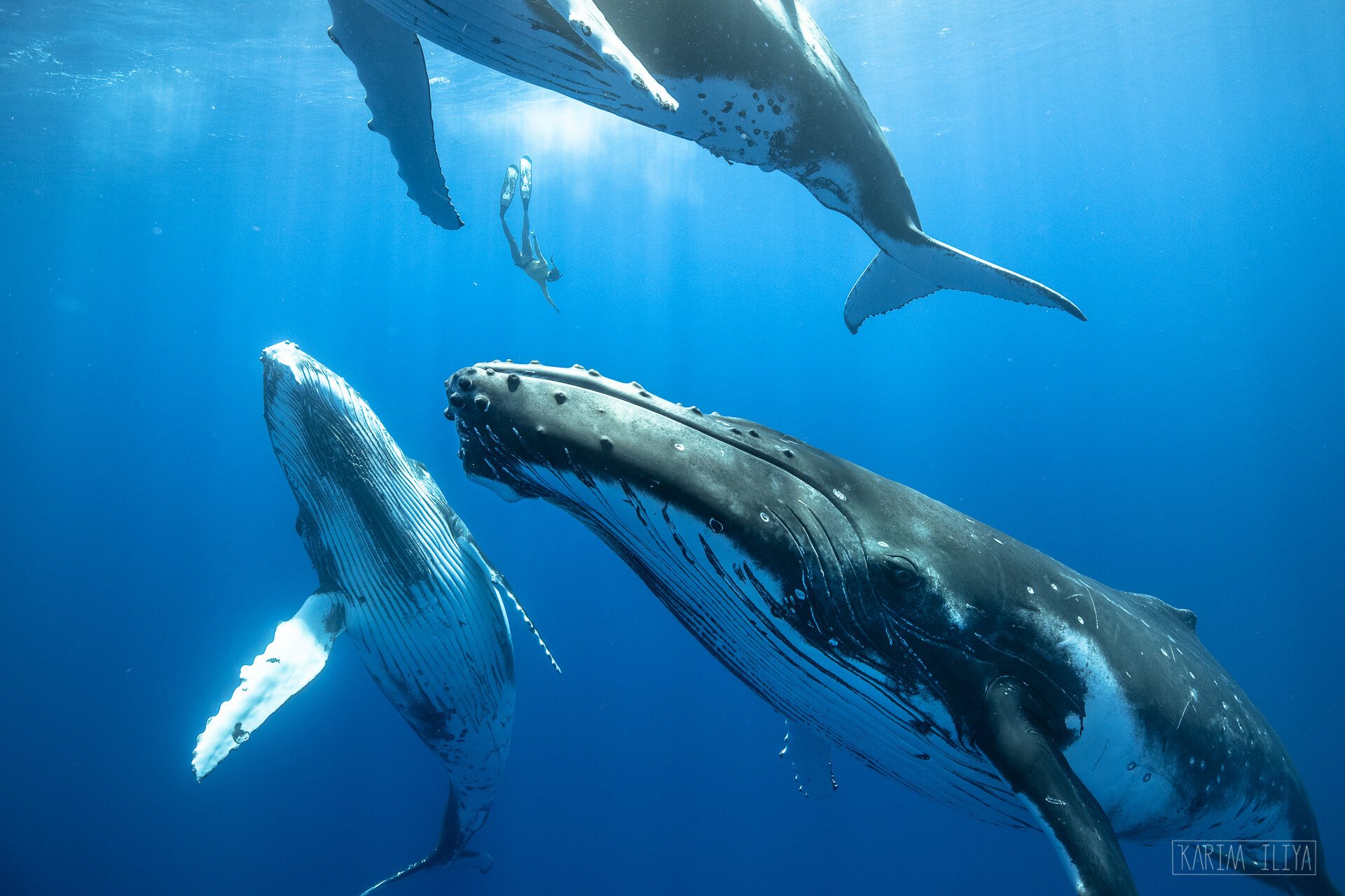 karim-iliya-freedive-humpbacks-swim-whales.jpeg