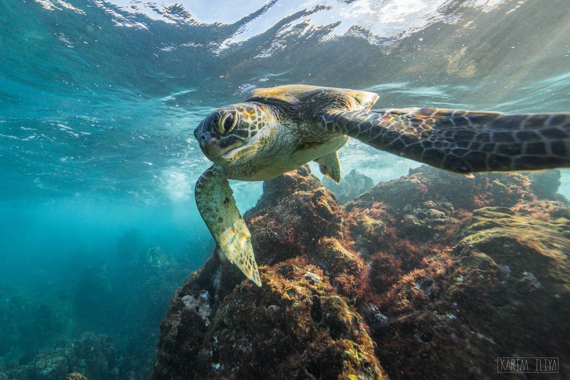 karim-iliya-turtle-underwater-ecosystem-nature.jpeg
