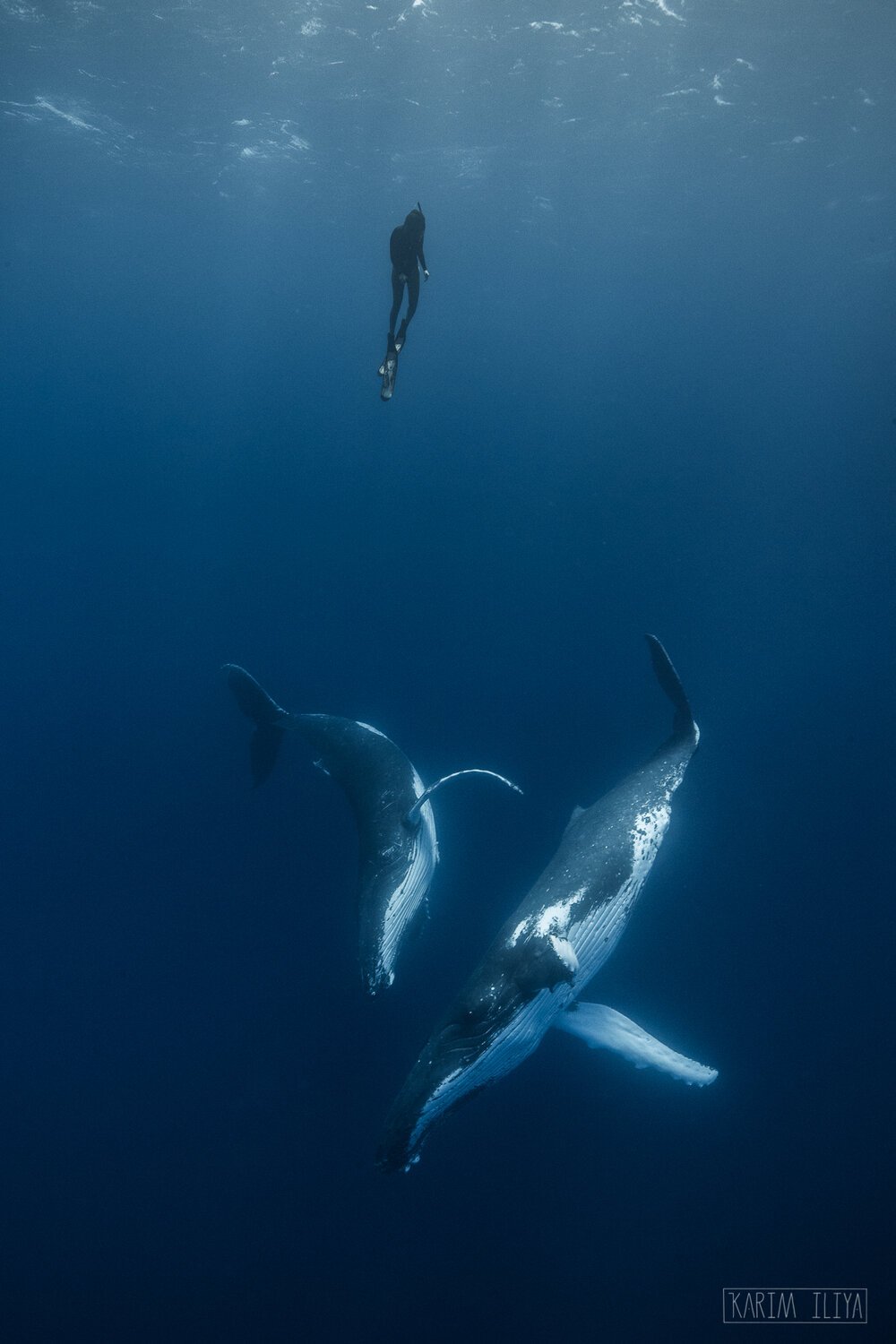 karim-iliya-whales-tonga-freedive-swim-snorkel.jpeg