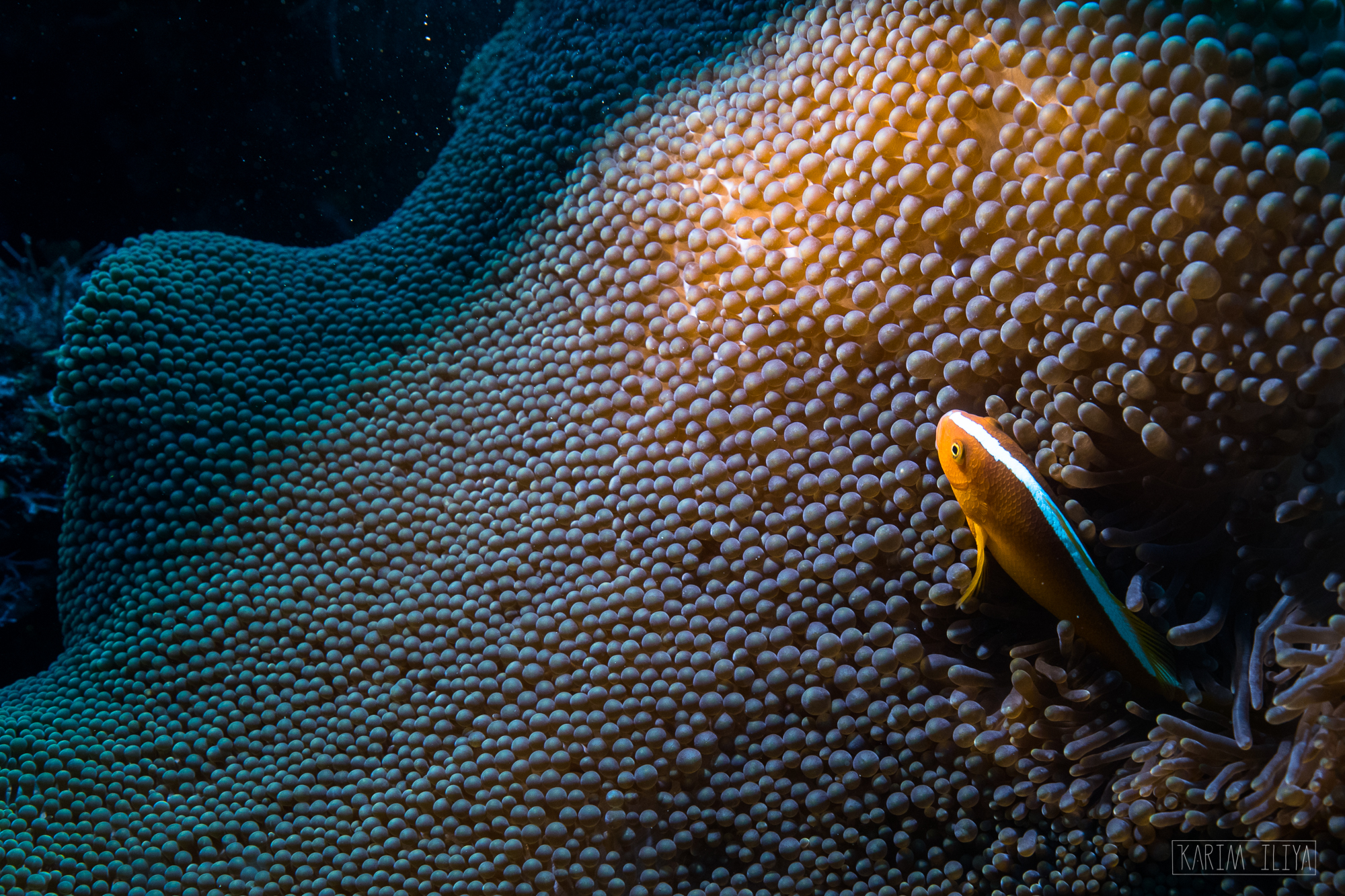 nemo-clown-fish-anemone-scuba-macro.png