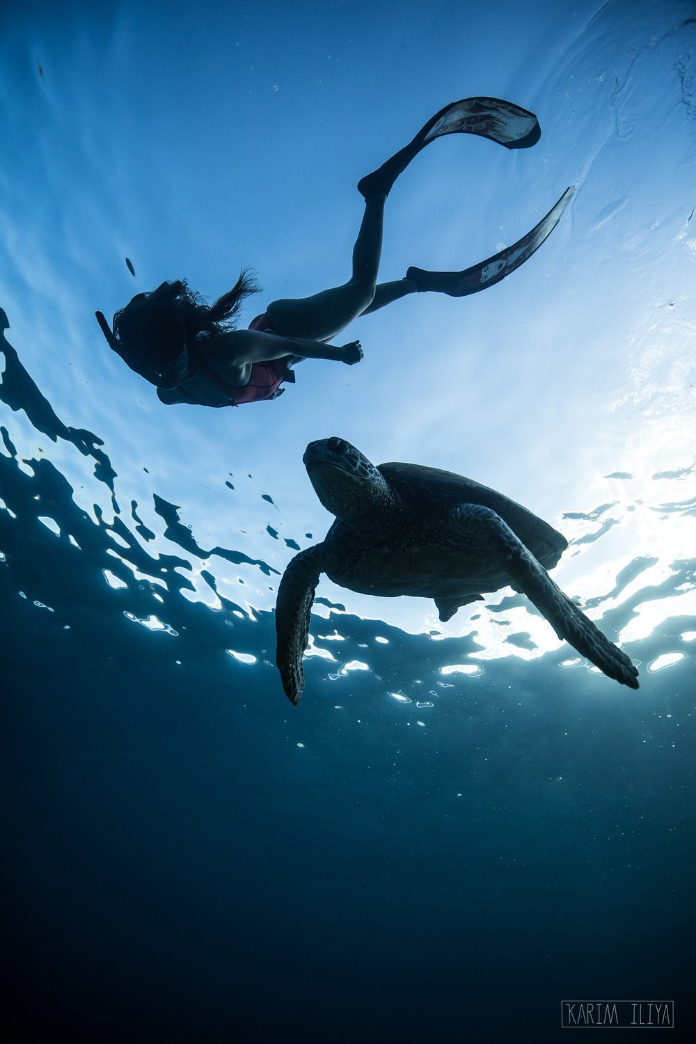 turlte-freedive-snorkel-hawaii-hawaiian.jpeg