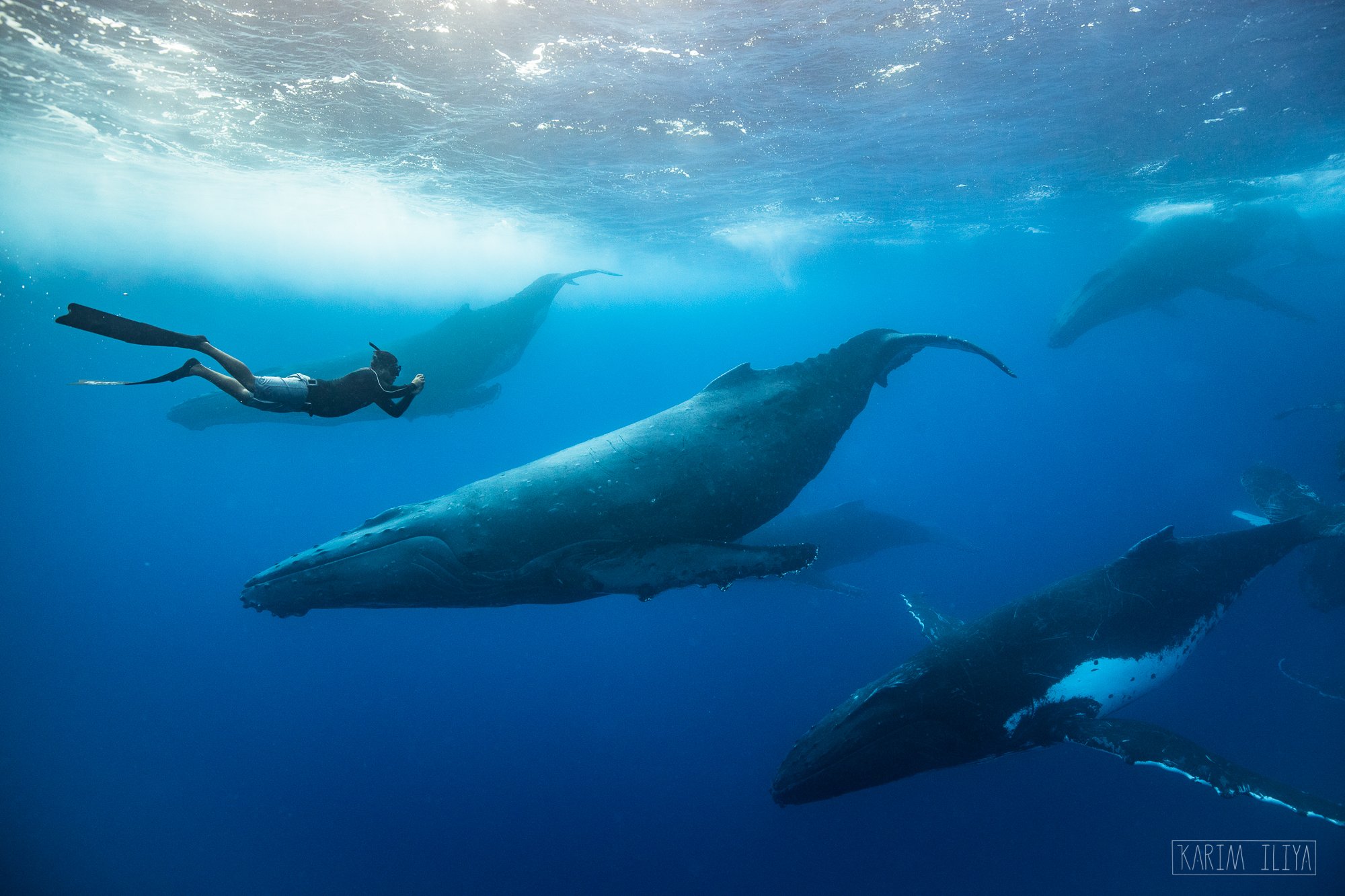 underwater-dive-freediver-humpback.jpeg