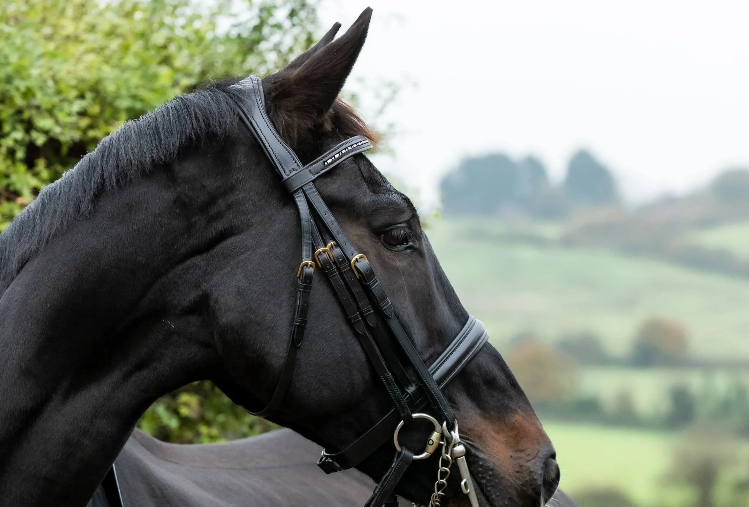 Close-up of a black horse with a bridle, standing outdoors with green trees and rolling hills in the background.