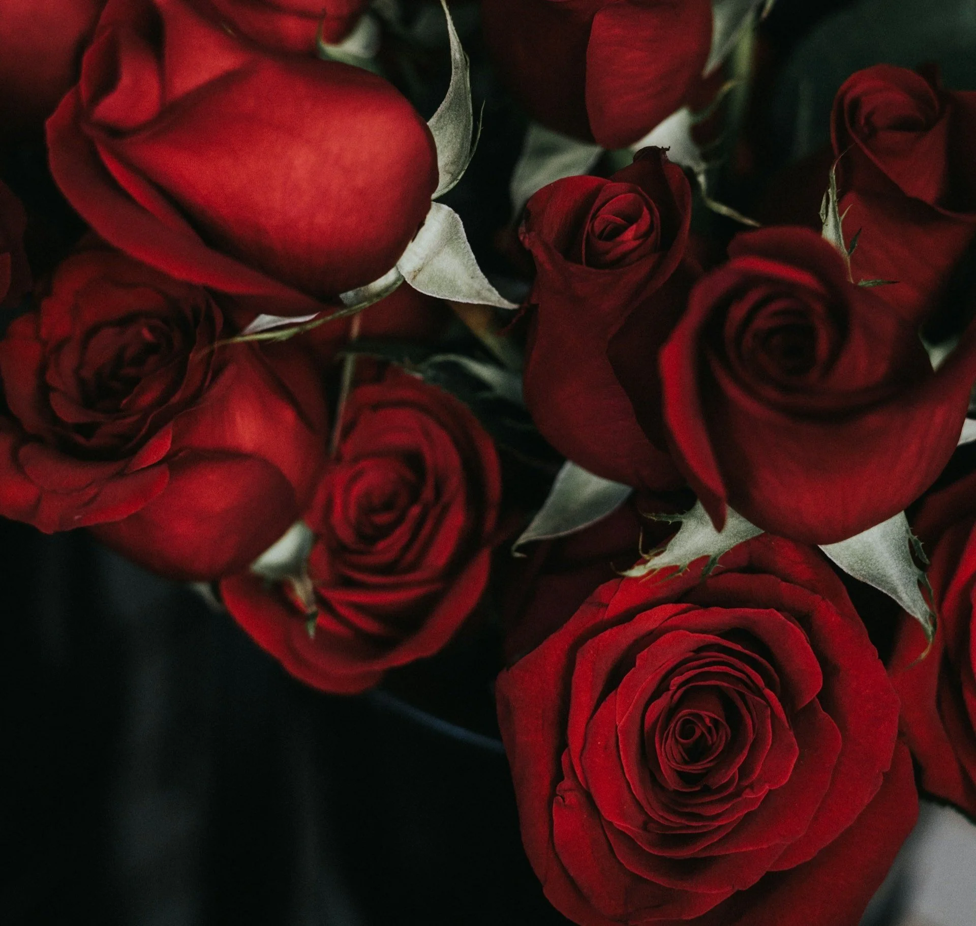Nærbillede af en buket røde roser