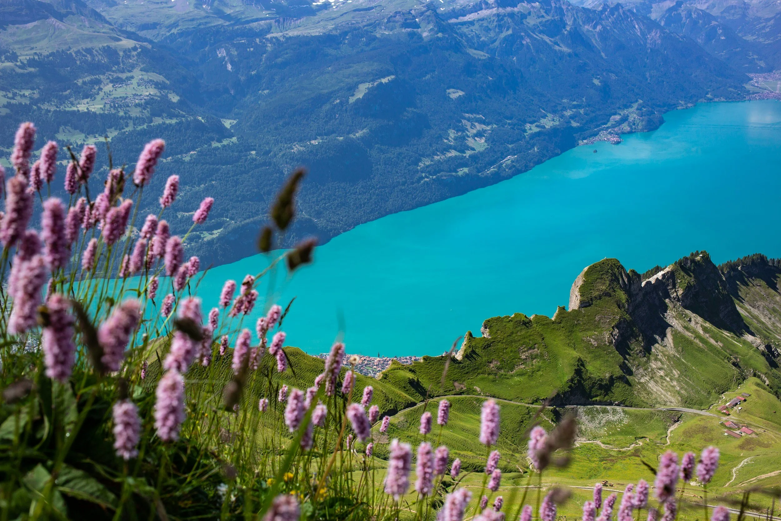 Pink flowers in the foreground overlooking a turquoise lake surrounded by green hills and mountains in the background.