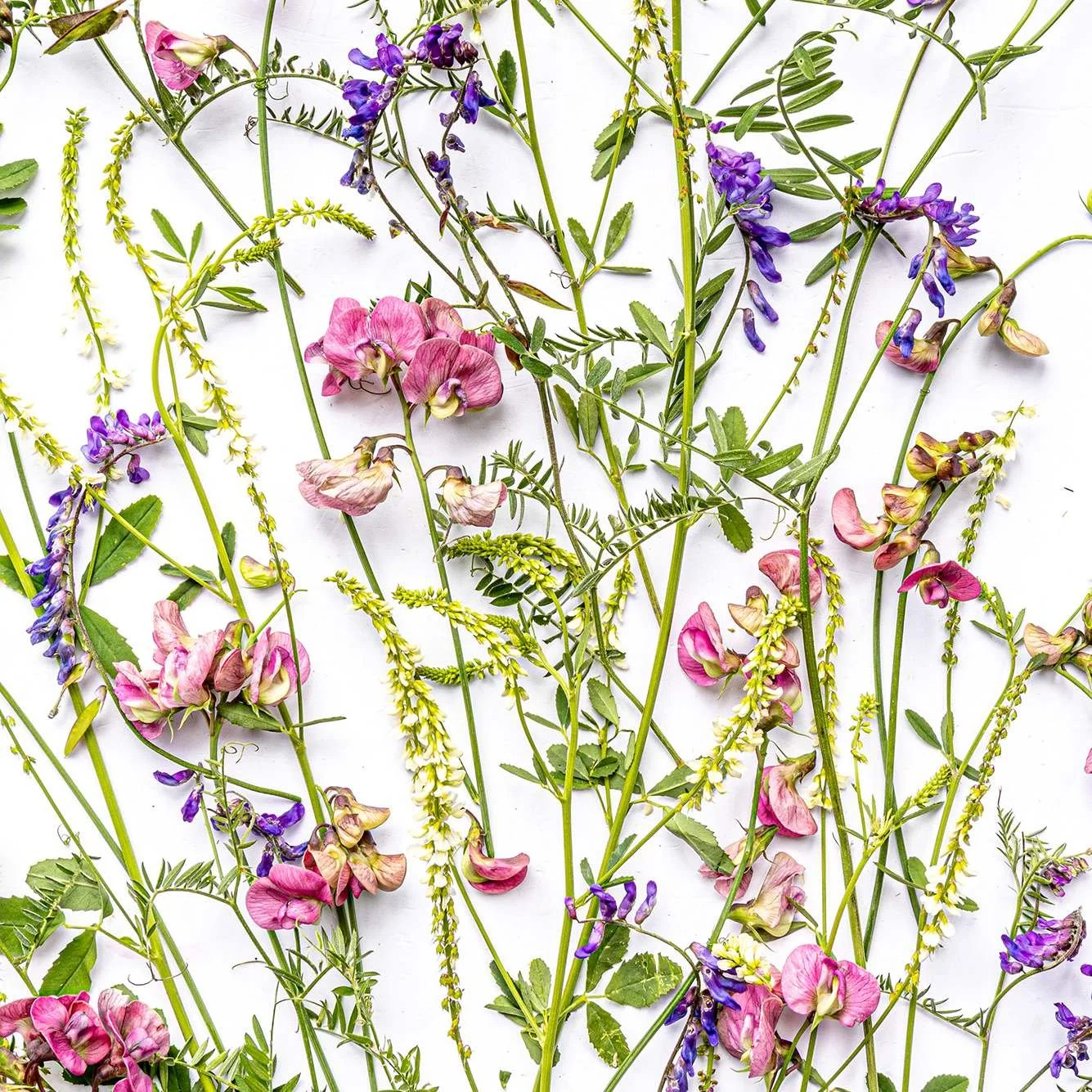 sous-verres - Sommer CH F1.jpg