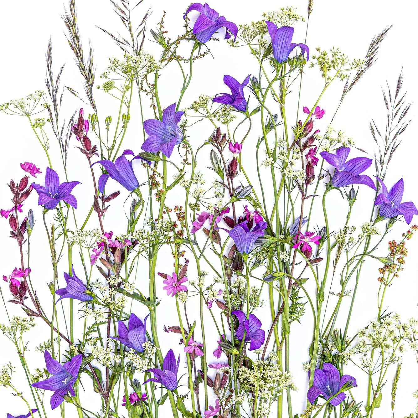 sous-verres - Sommer CH F2.jpg