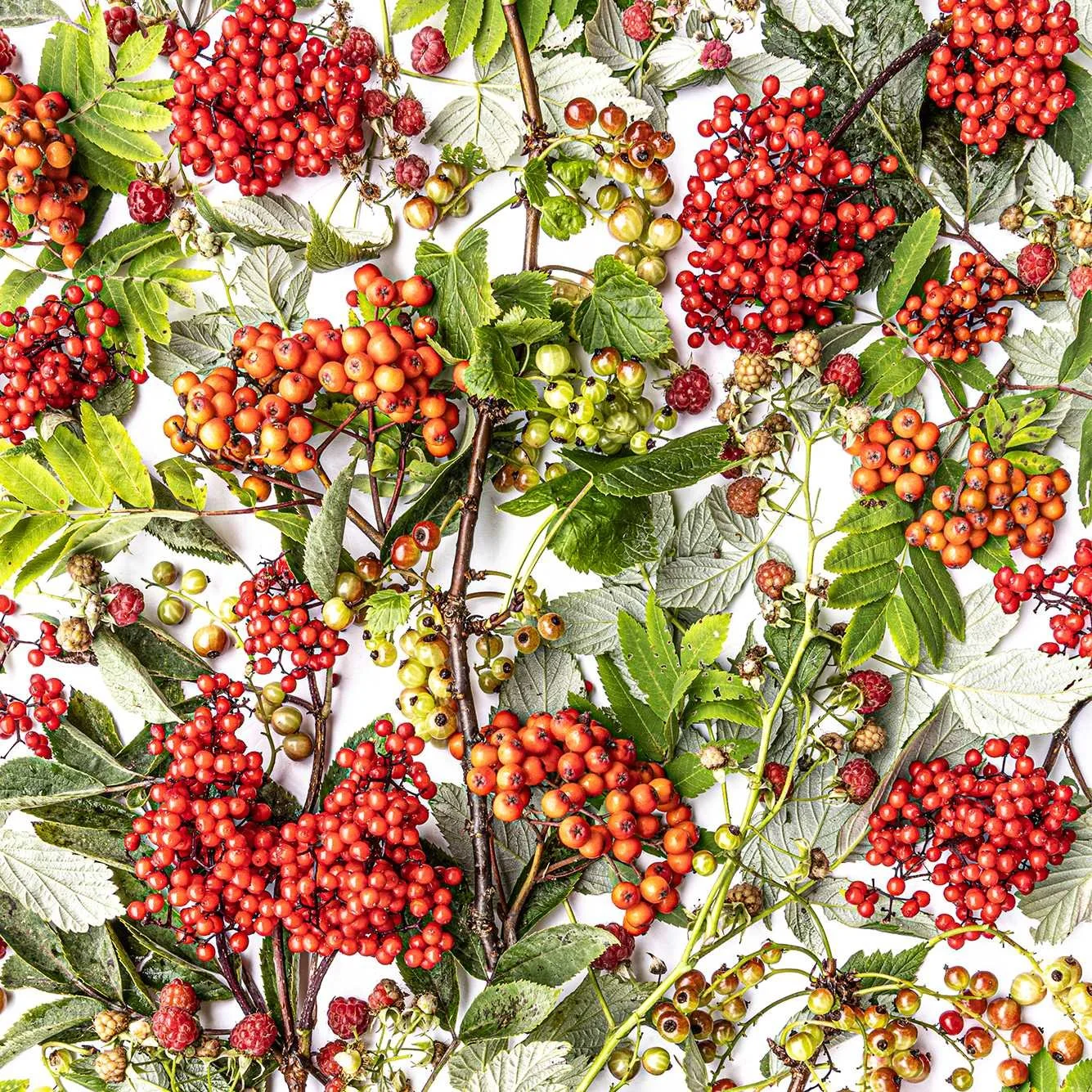 sous-verres - Herbst CH_F3.jpg