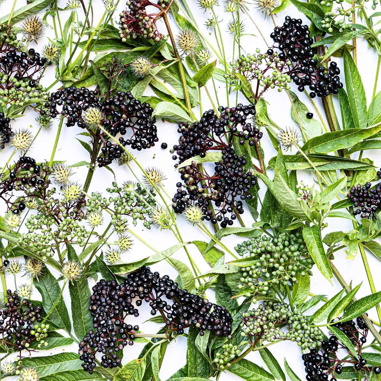 sous-verres - Herbst CH_F2.jpg