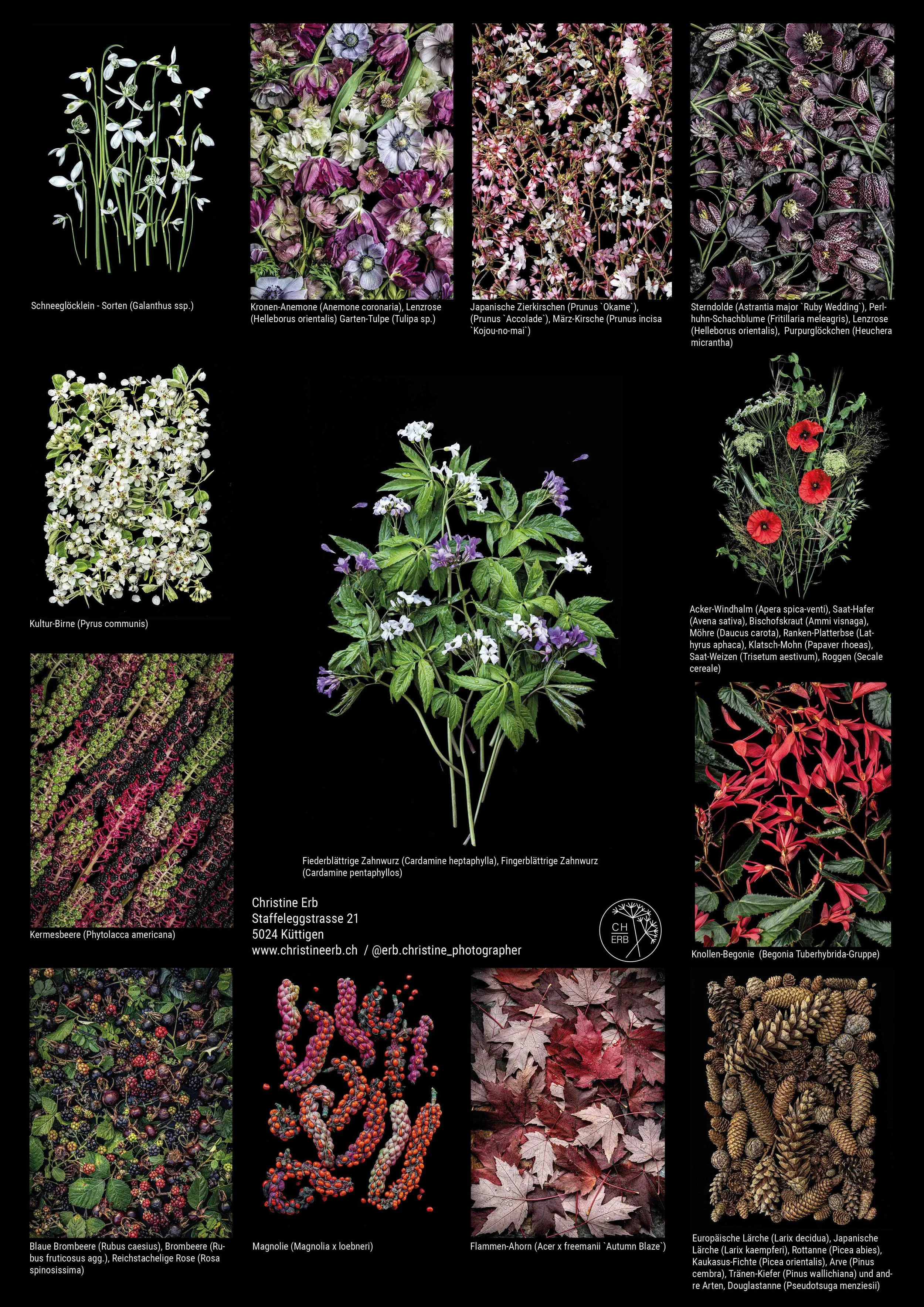 Kalender A3-Hochformat_flower_art_ 2027_14Seiten14.jpg
