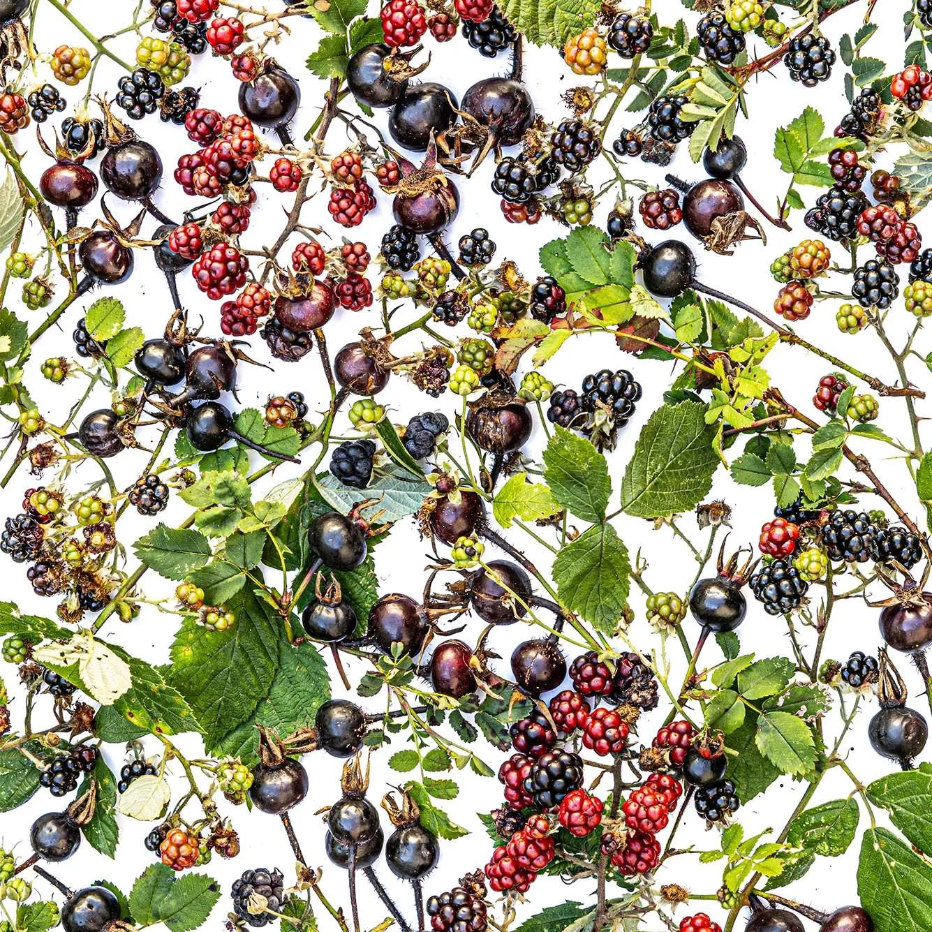 sous-verres - Herbst CH_F1.jpg