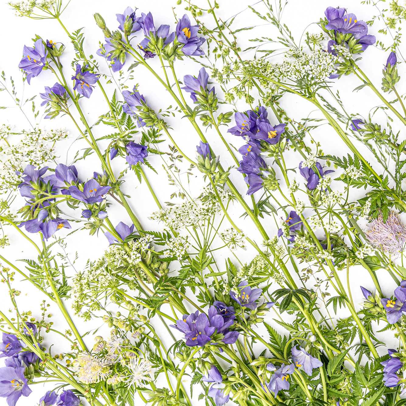 sous-verres - Sommer CH F3.jpg