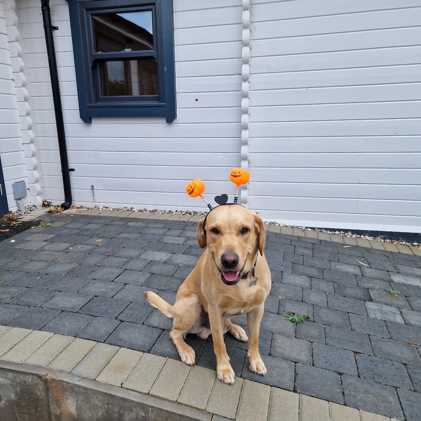 Happy Halloween from all of us at Keops! 🎃

Monty&rsquo;s showing off his very scary headband today, what a good boy! 🐾

Wishing you all a spook-tacular weekend filled with treats (no tricks)👻 ✨

#Halloween #SpookySeason #CostumeParty #PetCostume 