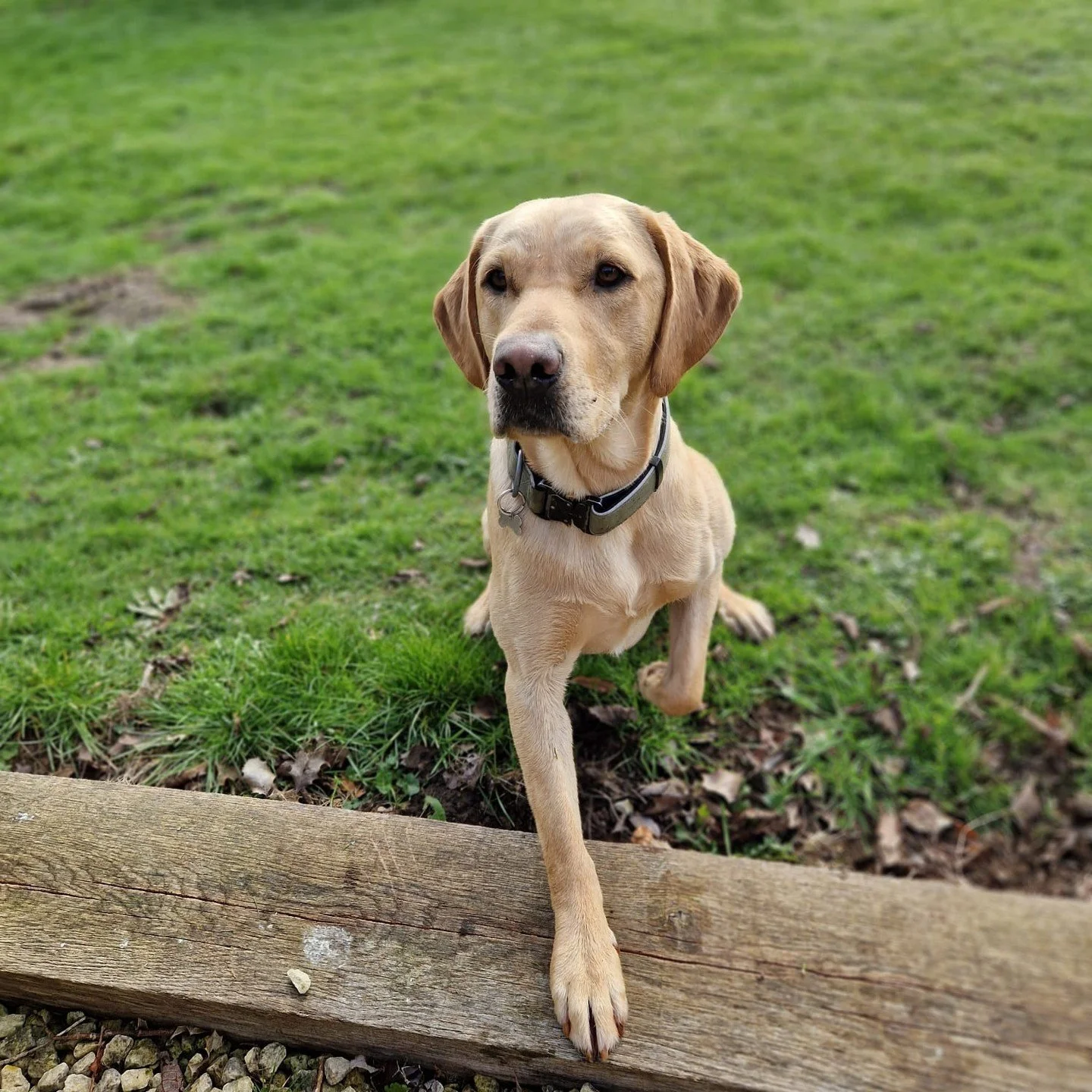 ☀️ Monty&rsquo;s Ready for Spring! 🌿🐾

Chief Cabin Inspector Monty has officially clocked that the sun is making an appearance&hellip; and he&rsquo;s first in line to catch the rays.

Whether he&rsquo;s supervising installs, greeting customers, or 