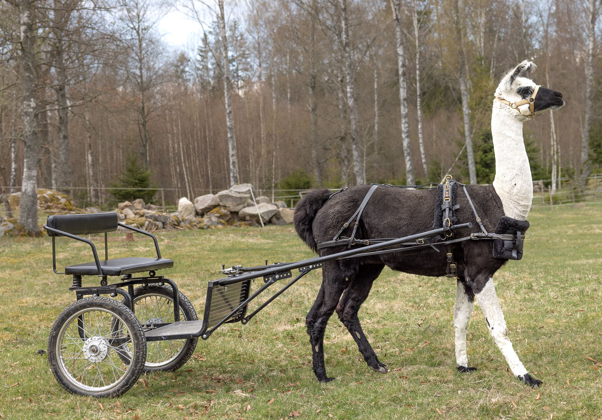 Sid med vagn - Lindring.se