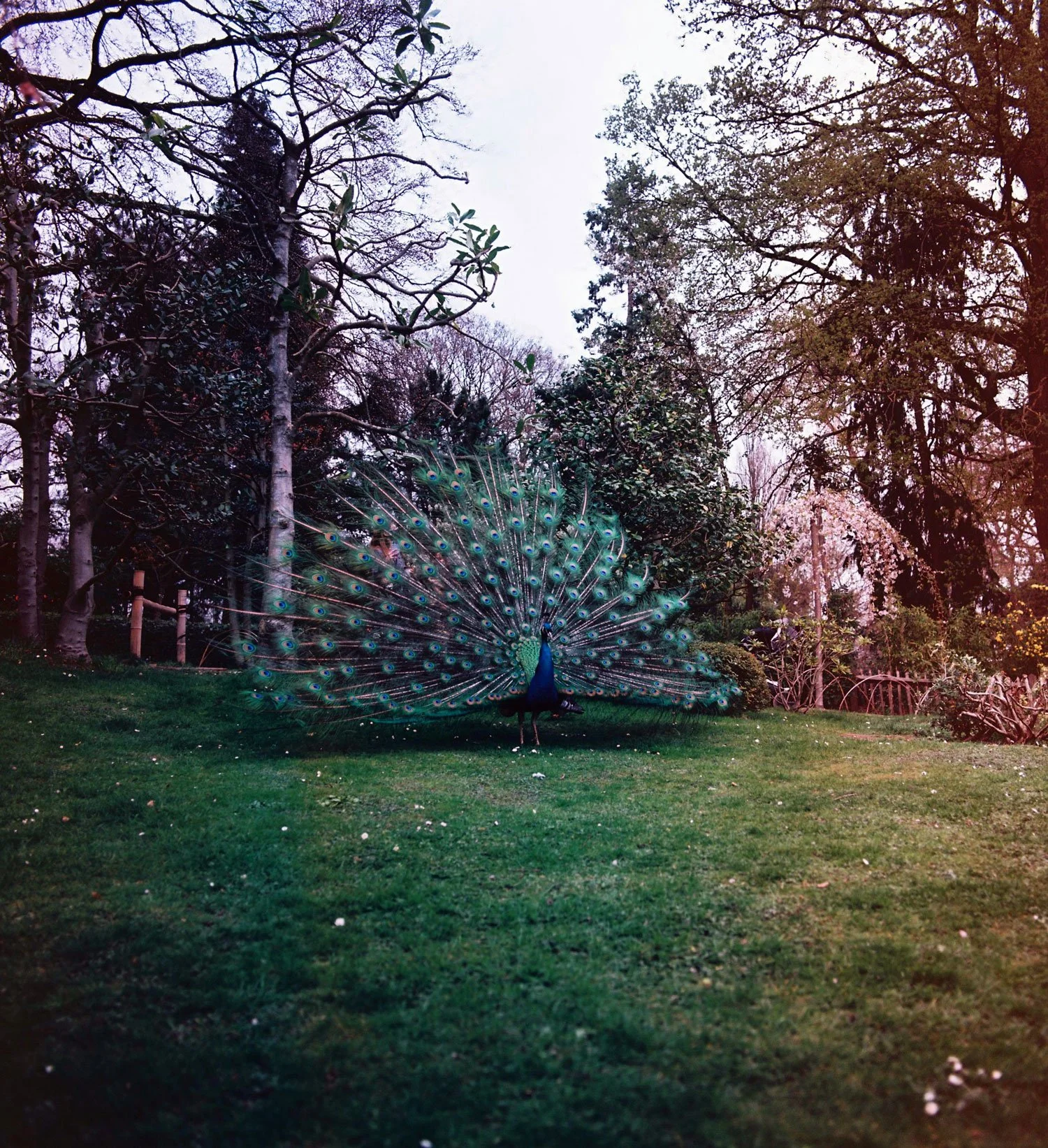 Shot with Hasselblad 500c &amp; CineStill 800T film
