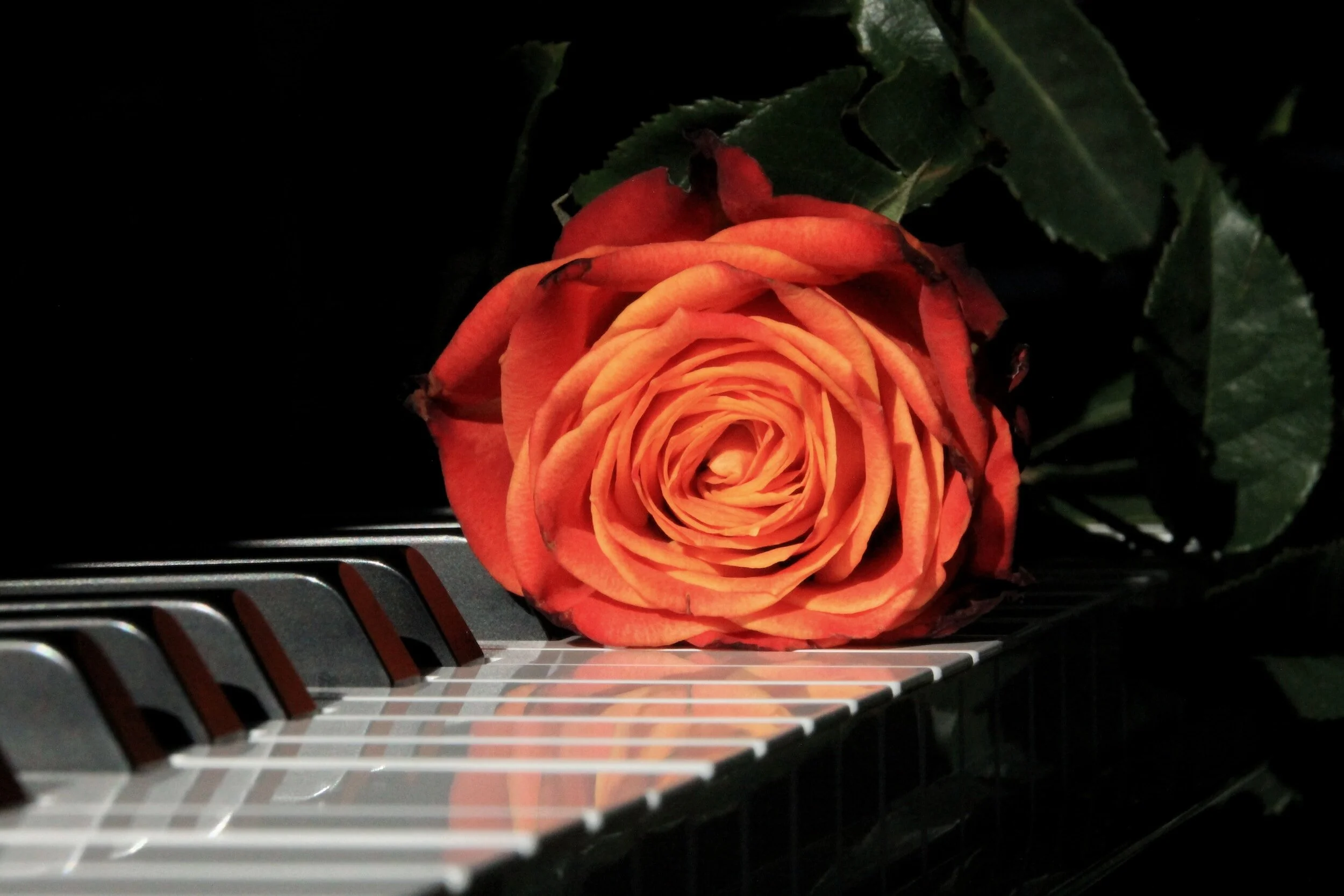 An orange rose resting on the black and white keys of a piano.