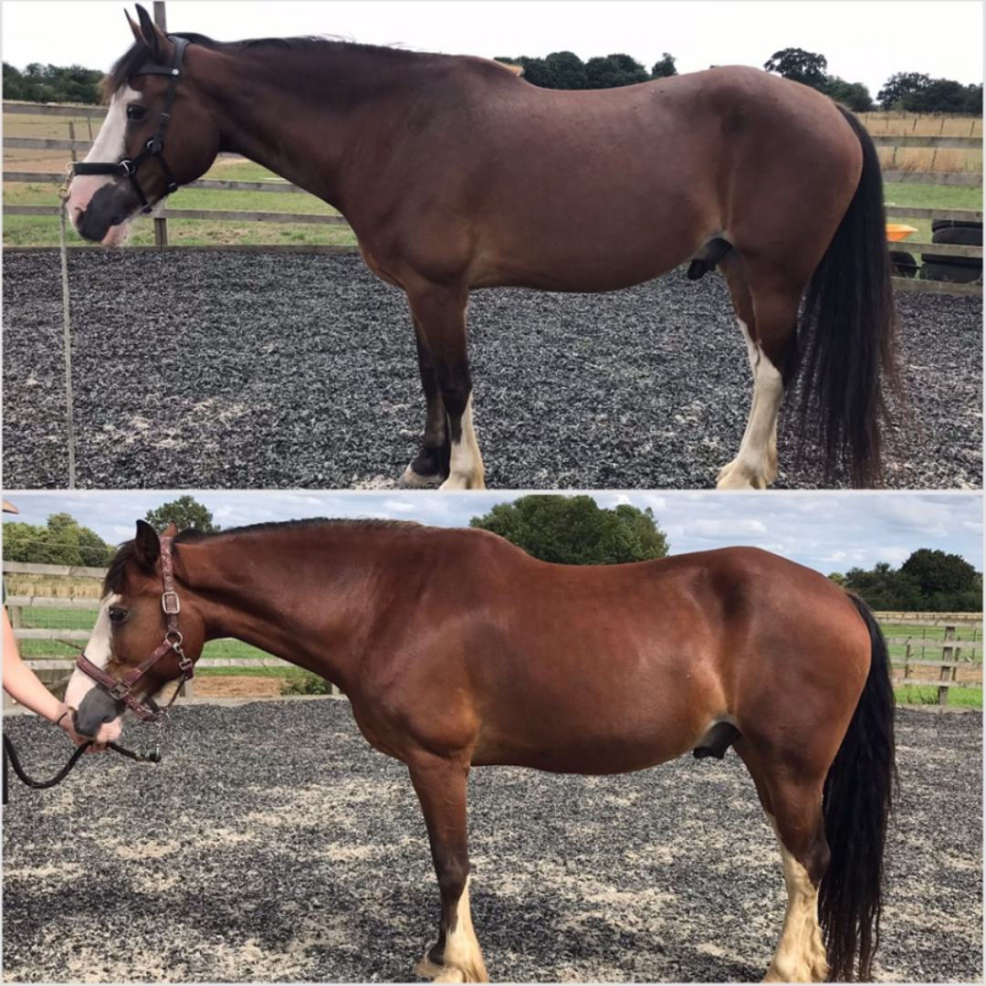 Yasmin Stuart Equine Social Library 8