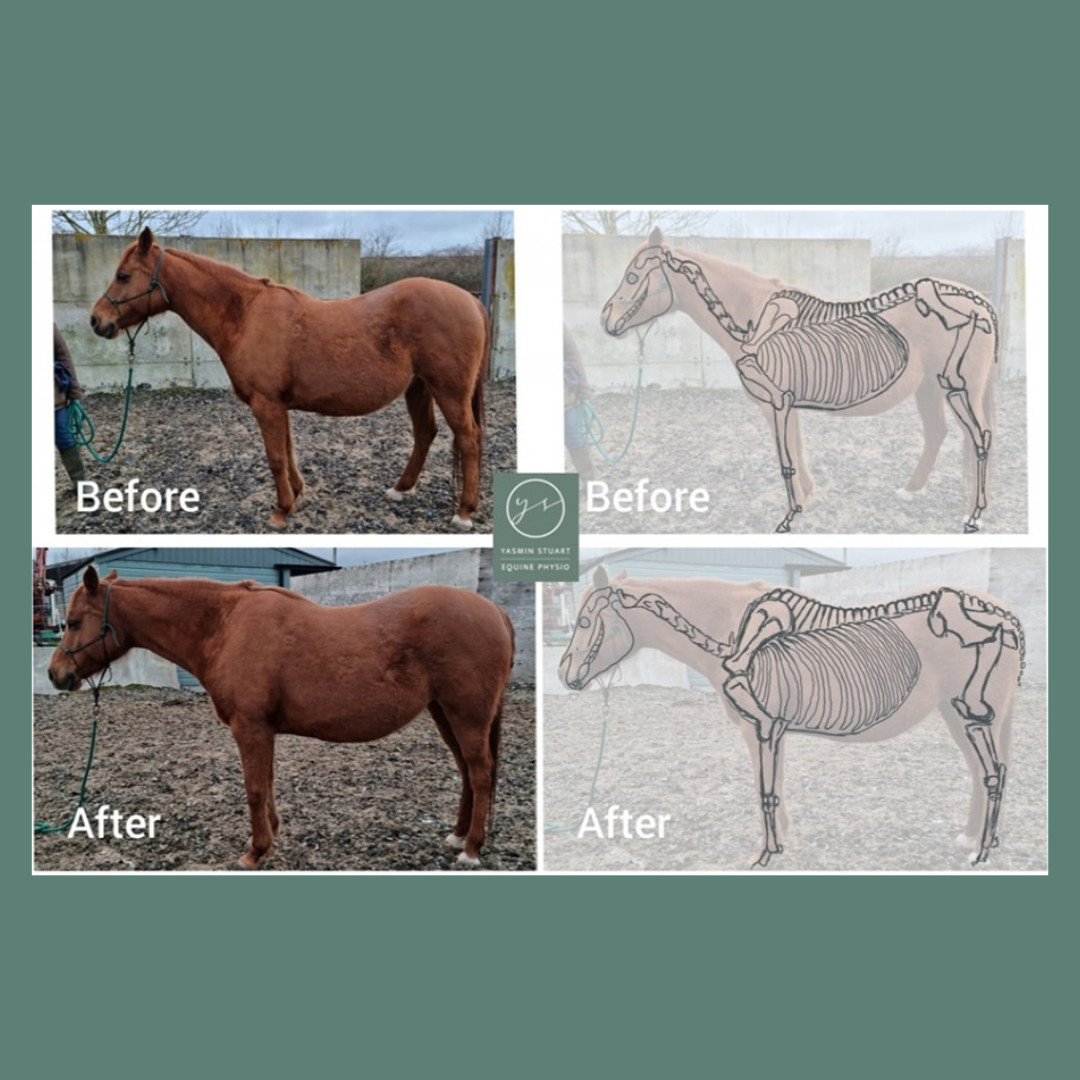 Yasmin Stuart Equine Social Library 1